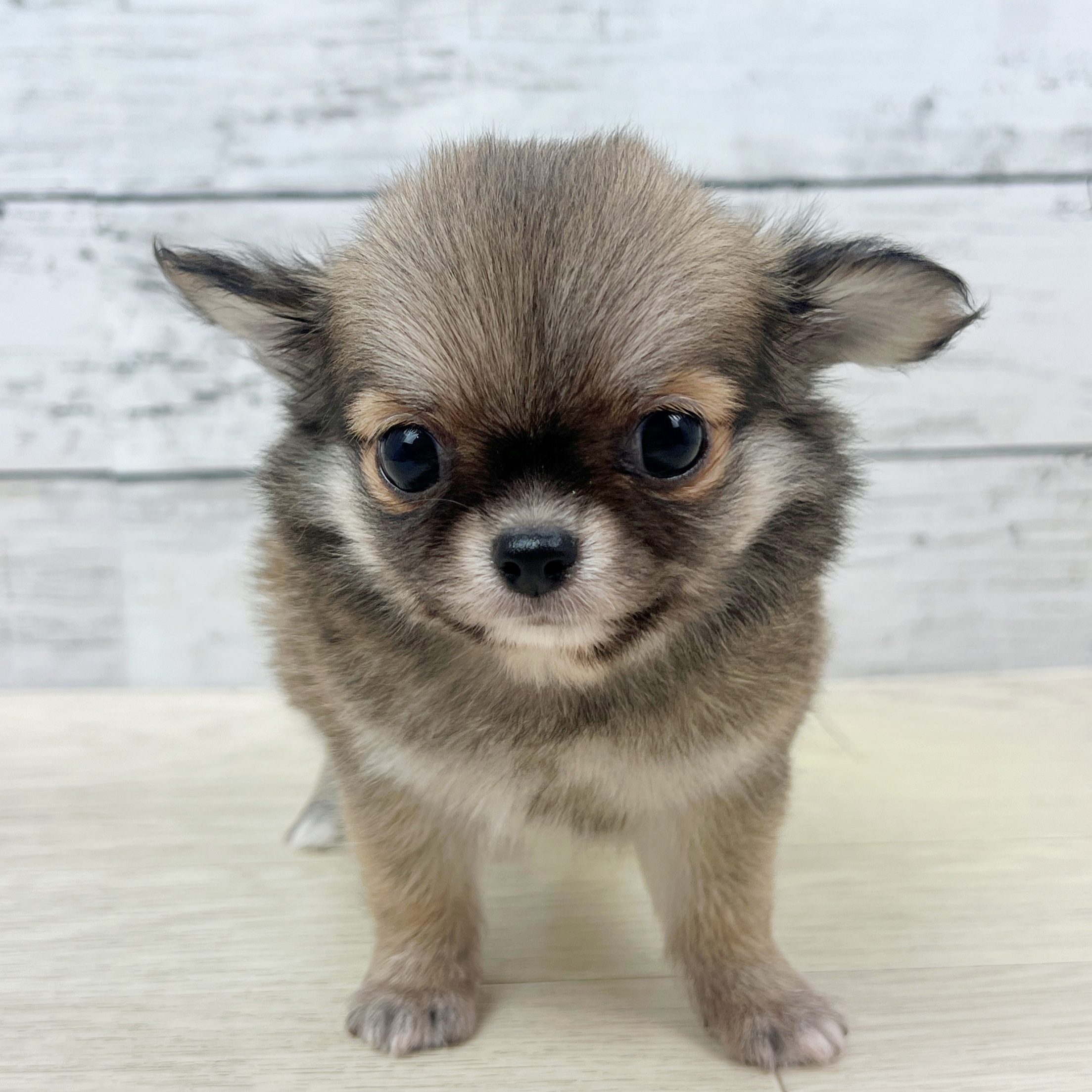 滋賀県のチワワ(ロング) (犬の家＆猫の里長浜店/2025年8月13日生まれ/男の子/レッド)の子犬