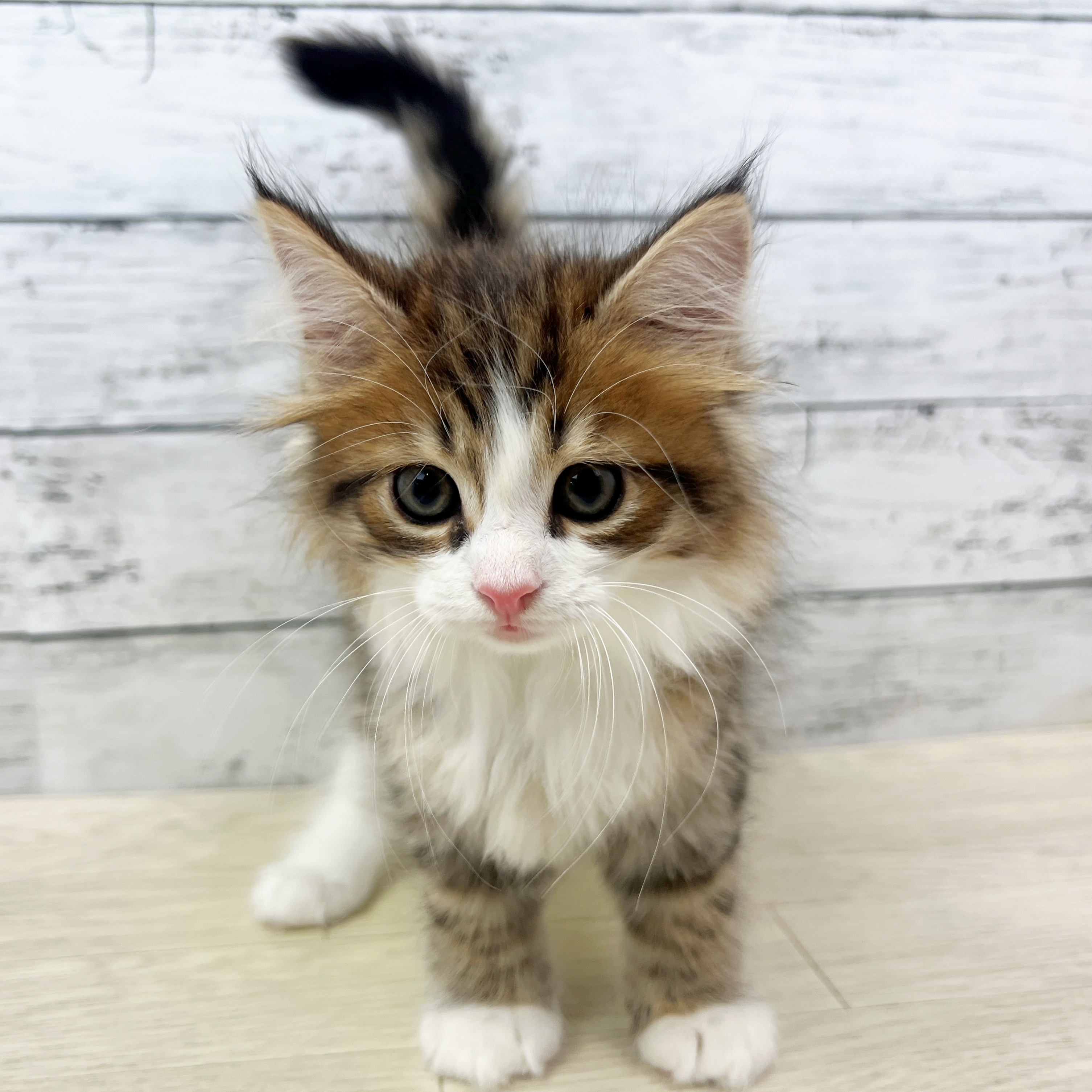 滋賀県のサイベリアン (犬の家＆猫の里近江八幡店/2025年8月11日生まれ/男の子/ブラウンマッカレルタビーホワイト)の子猫