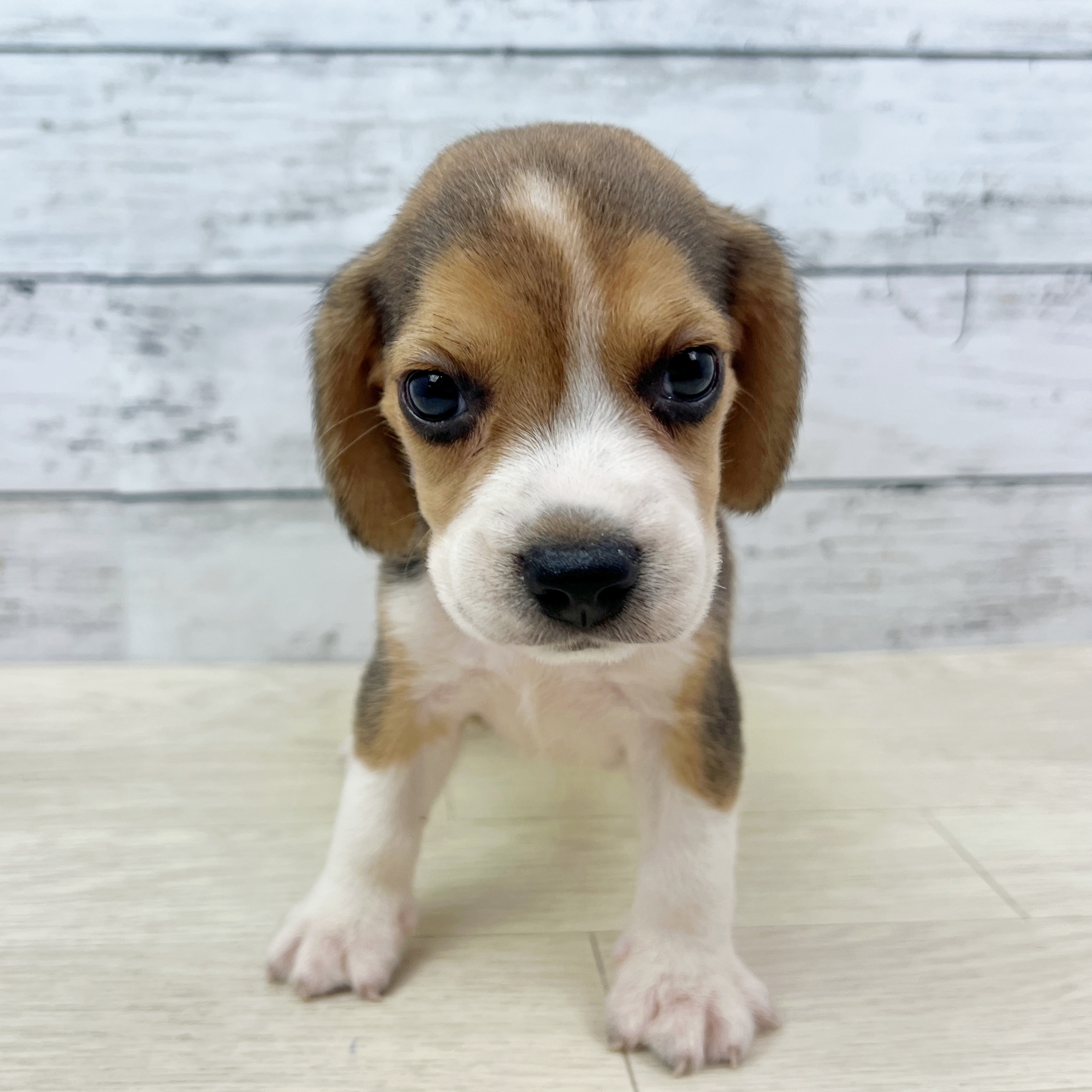 兵庫県のビーグル (犬の家＆猫の里川西店/2025年8月14日生まれ/男の子/ブラックタンホワイト)の子犬