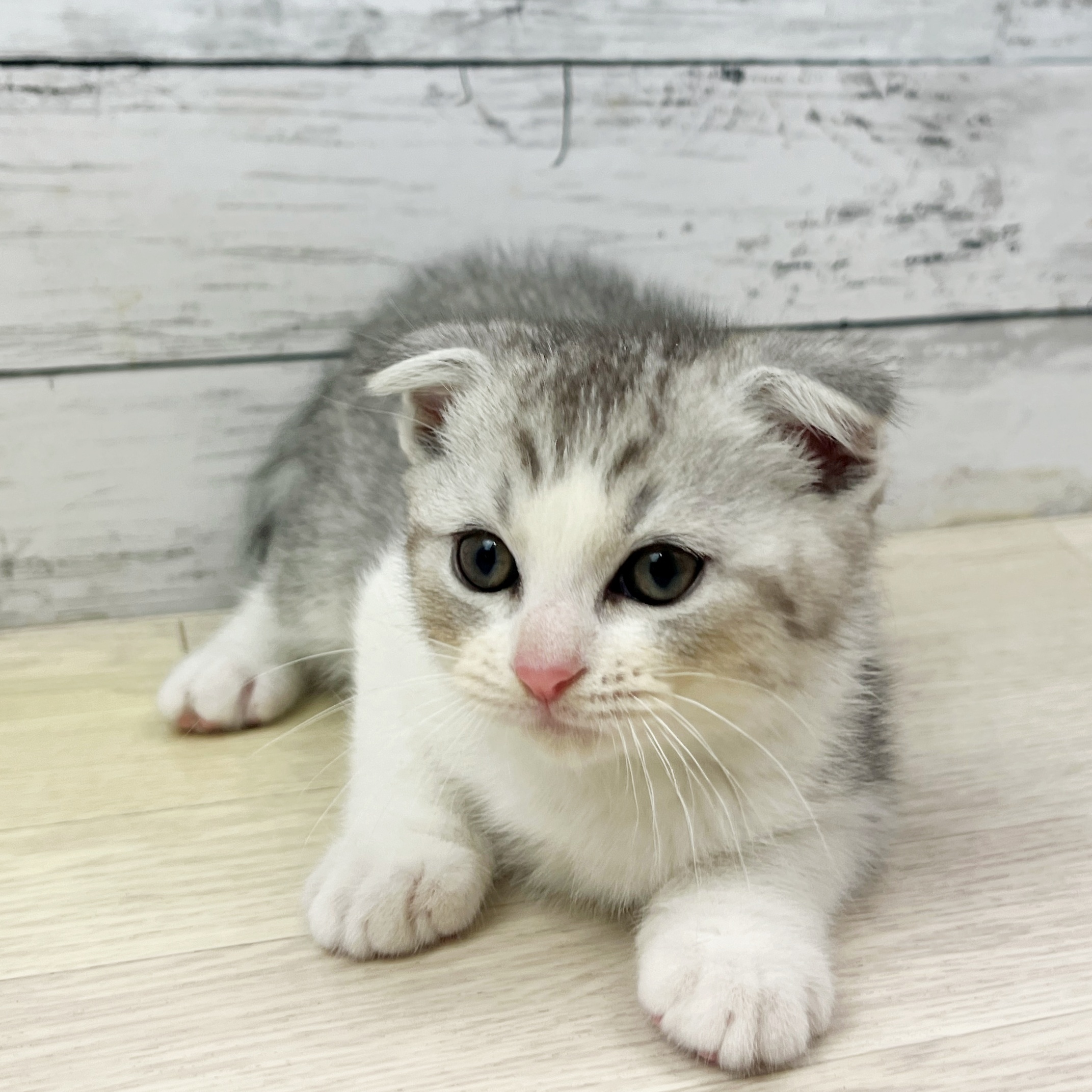 滋賀県のスコティッシュフォールド (犬の家＆猫の里長浜店/2025年8月10日生まれ/男の子/シルバータビーホワイト)の子猫の2枚目の画像