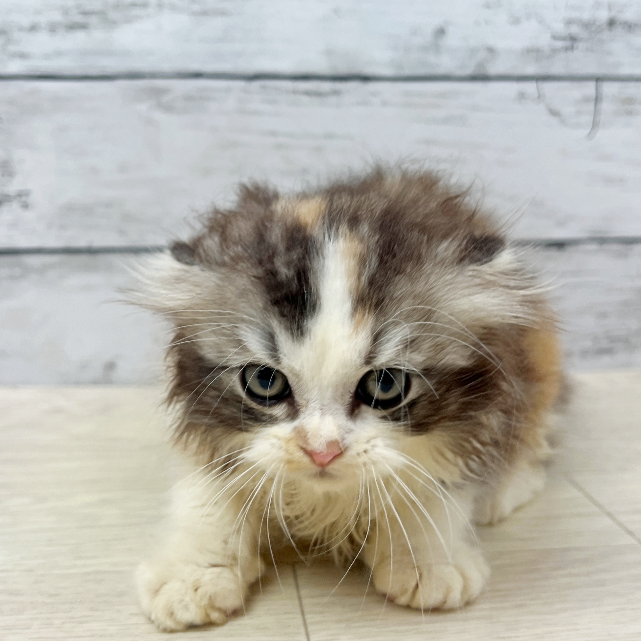 兵庫県のスコティッシュフォールド (犬の家＆猫の里川西店/2025年8月10日生まれ/女の子/キャリコ)の子猫