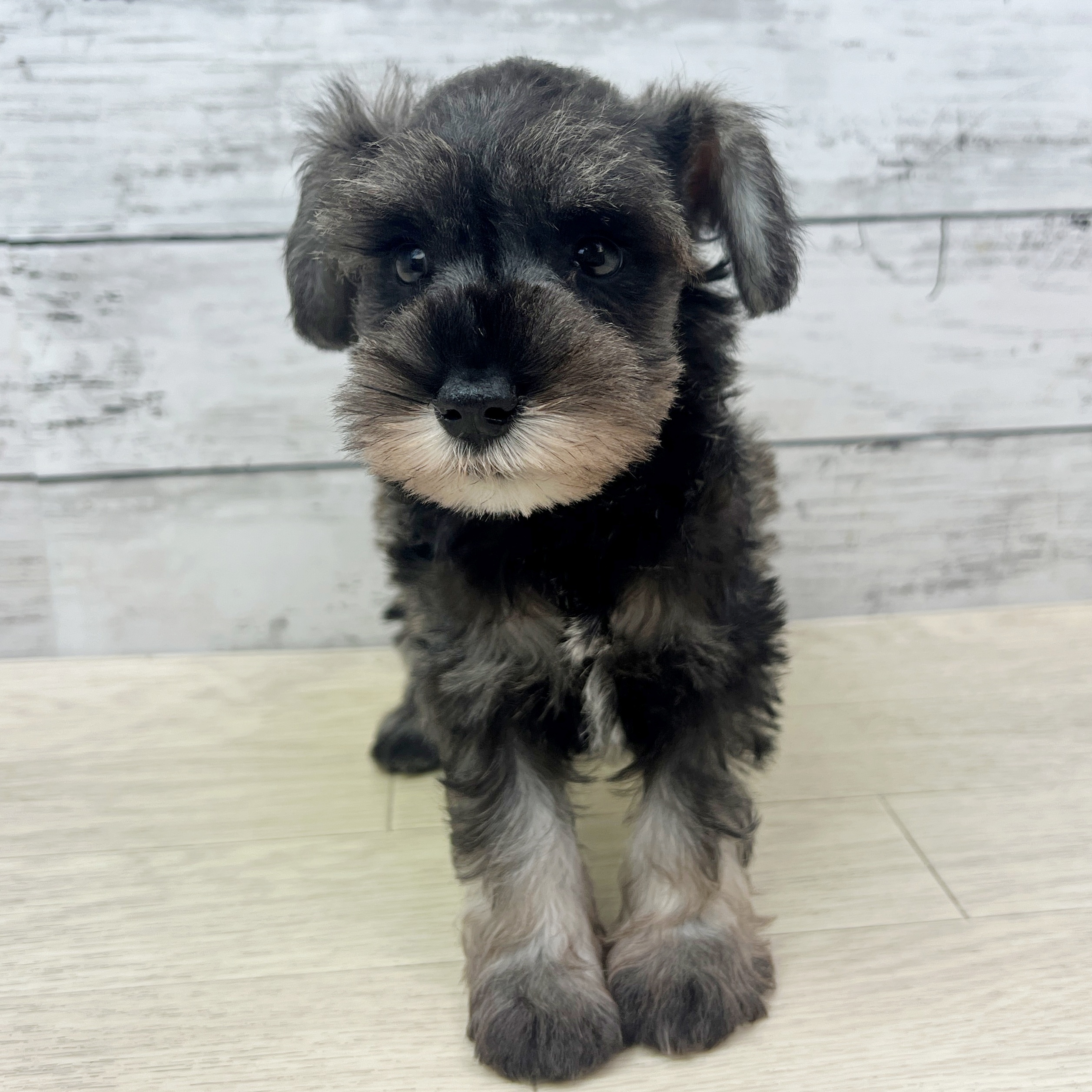 兵庫県のミニチュアシュナウザー (犬の家＆猫の里川西店/2025年8月13日生まれ/女の子/ソルトペッパー)の子犬