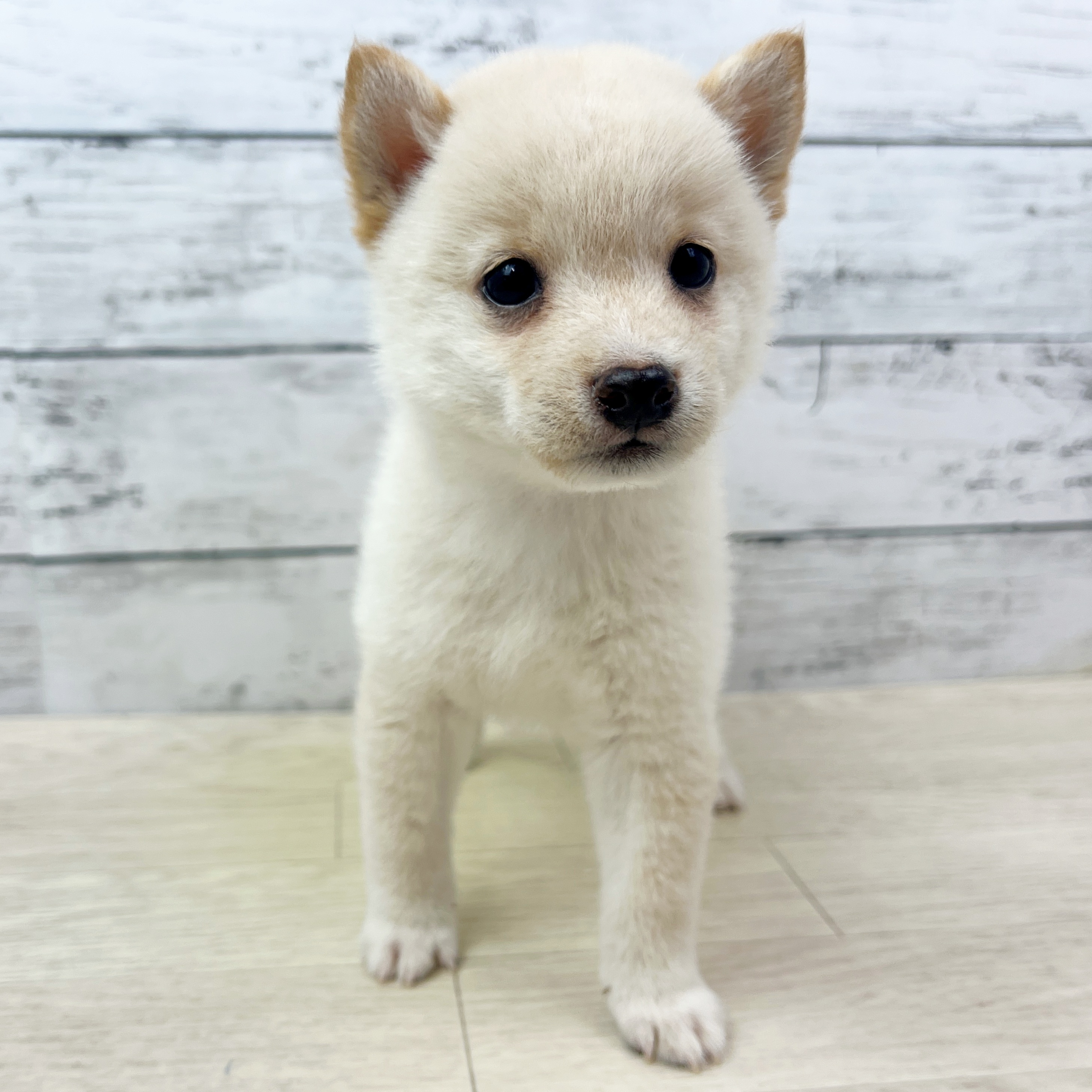 滋賀県の豆柴 (犬の家＆猫の里近江八幡店/2025年8月8日生まれ/男の子/白)の子犬の2枚目の画像