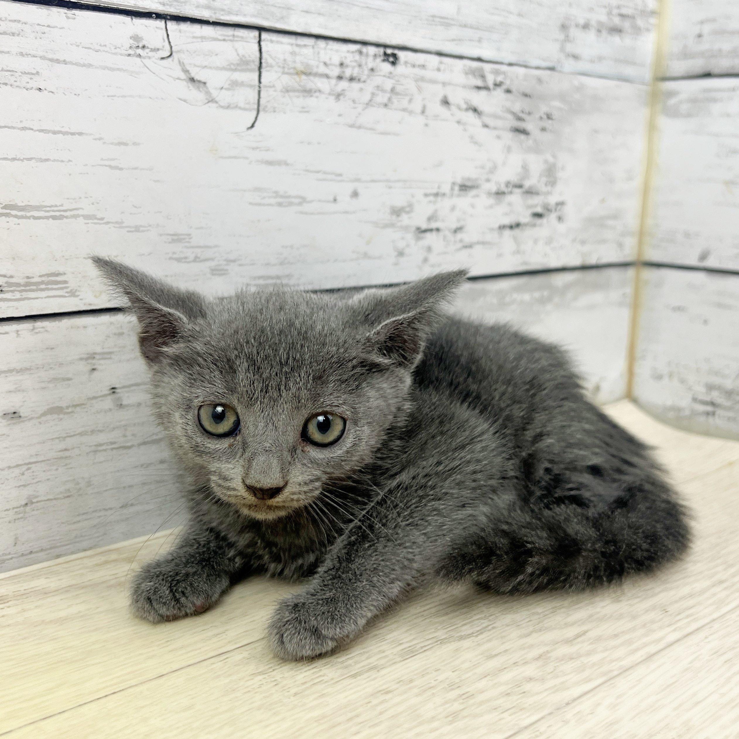 福井県のロシアンブルー (犬の家＆猫の里アミーゴ福井大和田店/2025年8月13日生まれ/女の子/ブルー)の子猫の3枚目の画像