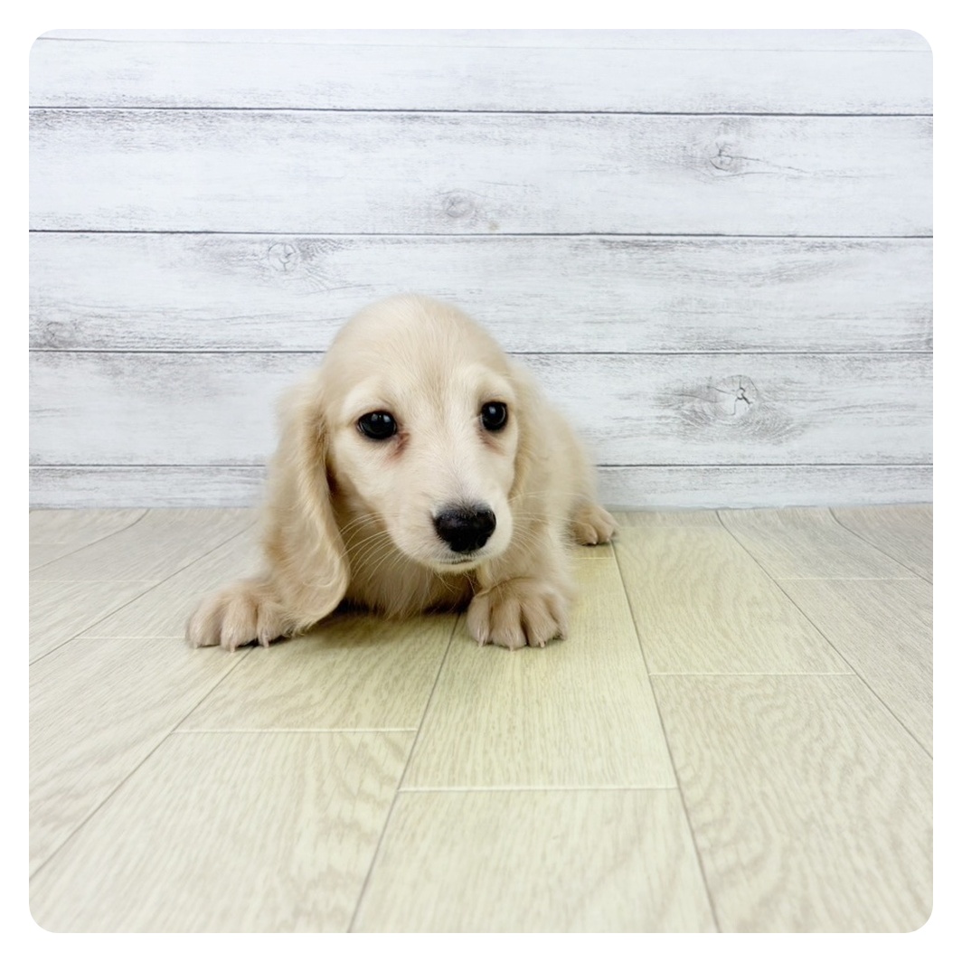 静岡県のミニチュアダックスフンド(ロング) (犬の家＆猫の里プレ葉ウォーク浜北店/2025年8月11日生まれ/男の子/イエロー)の子犬