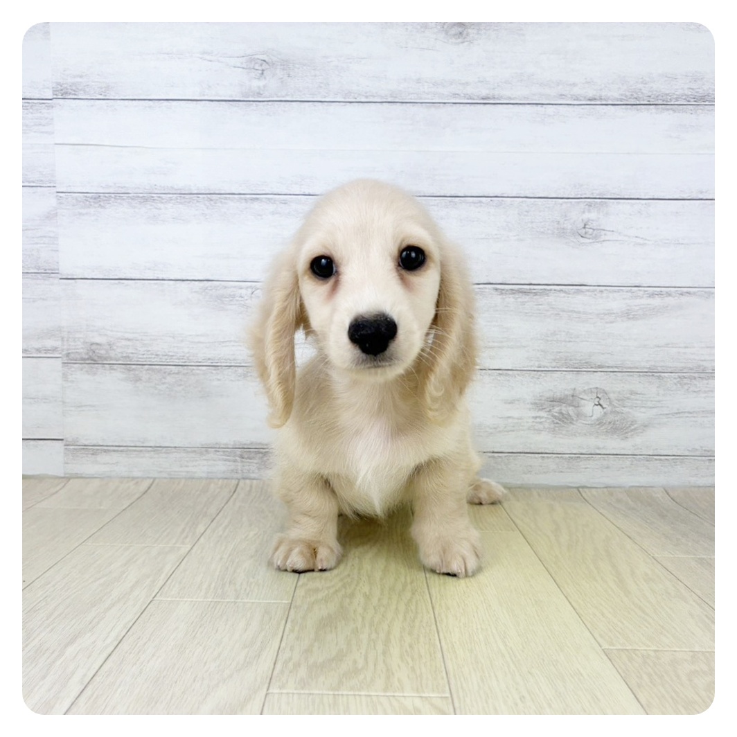 岐阜県のミニチュアダックスフンド(ロング) (犬の家＆猫の里カラフルタウン岐阜店/2025年8月11日生まれ/男の子/イエロー)の子犬