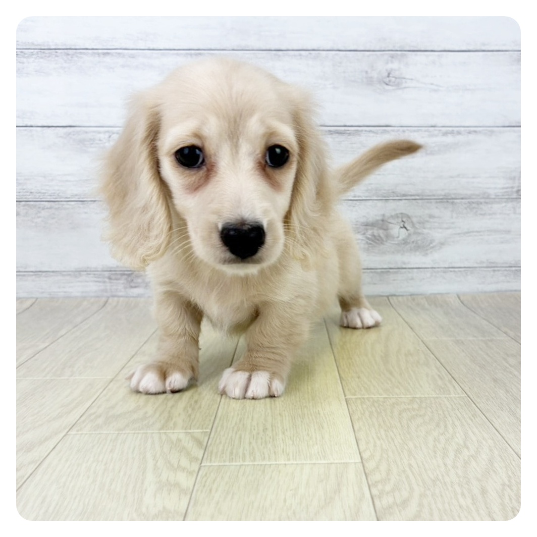 千葉県のミニチュアダックスフンド(ロング) (犬の家＆猫の里ワンズモール稲毛店/2025年8月11日生まれ/女の子/イエロー)の子犬の2枚目の画像