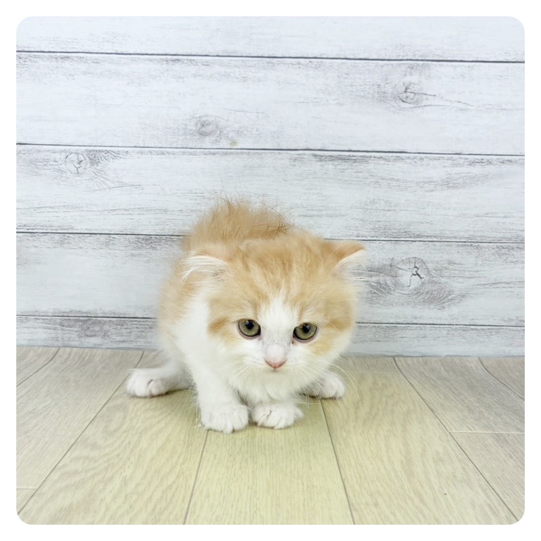 愛知県のスコティッシュフォールド (犬の家＆猫の里名古屋天白店/2025年8月4日生まれ/女の子/レッドタビーホワイト)の子猫の4枚目の画像