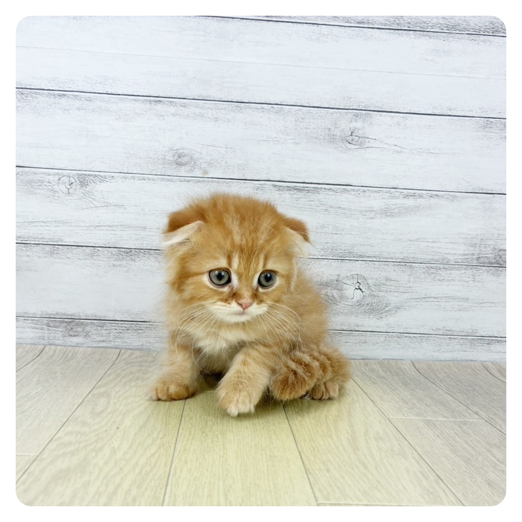 岐阜県のスコティッシュフォールド (犬の家＆猫の里岐南店/2025年8月4日生まれ/男の子/レッドタビー)の子猫の2枚目の画像