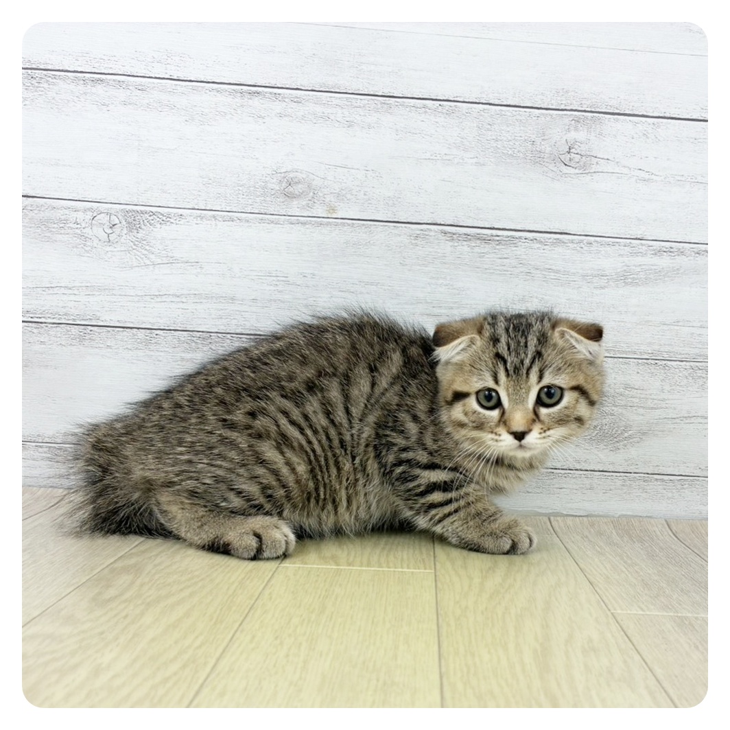 静岡県のスコティッシュフォールド (犬の家＆猫の里マークイズ静岡店/2025年8月14日生まれ/男の子/ブラウンタビー)の子猫の2枚目の画像
