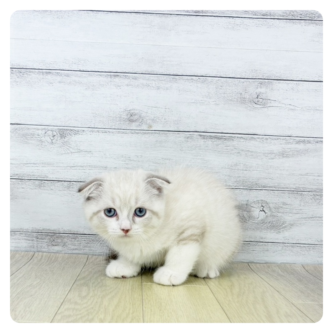 神奈川県のスコティッシュフォールド (犬の家＆猫の里相模原店/2025年8月14日生まれ/男の子/ブルーリンクスポイントホワイト)の子猫の2枚目の画像