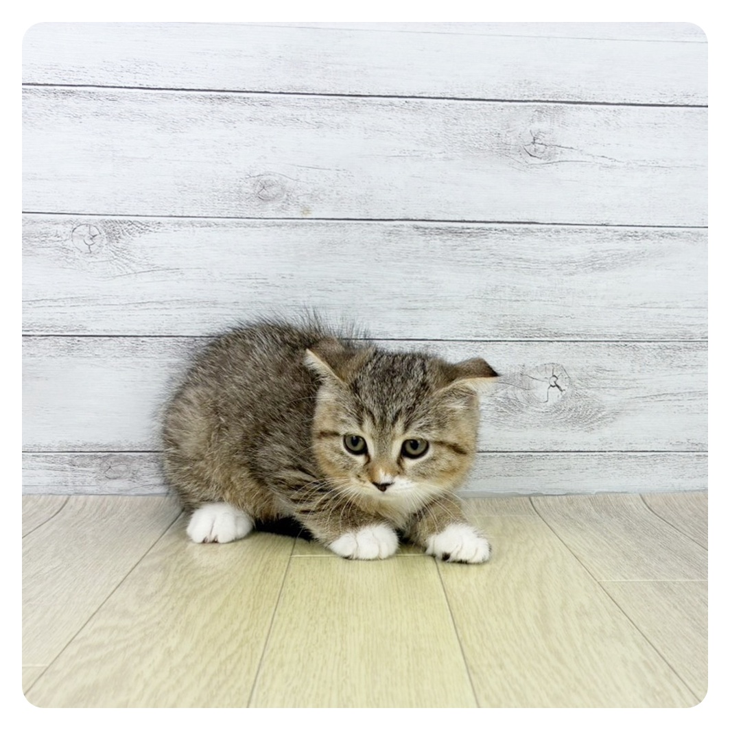 愛知県のスコティッシュフォールド (犬の家＆猫の里豊川インター店/2025年8月14日生まれ/女の子/ブラックタビーホワイト)の子猫の2枚目の画像
