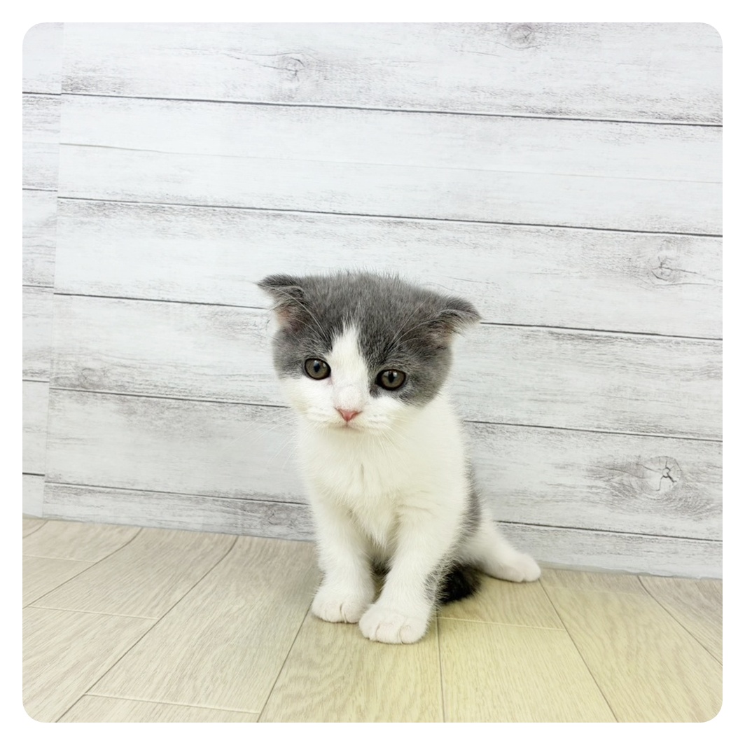 長野県のスコティッシュフォールド (犬の家＆猫の里カインズ梓川店/2025年8月14日生まれ/男の子/ブルーホワイト)の子猫