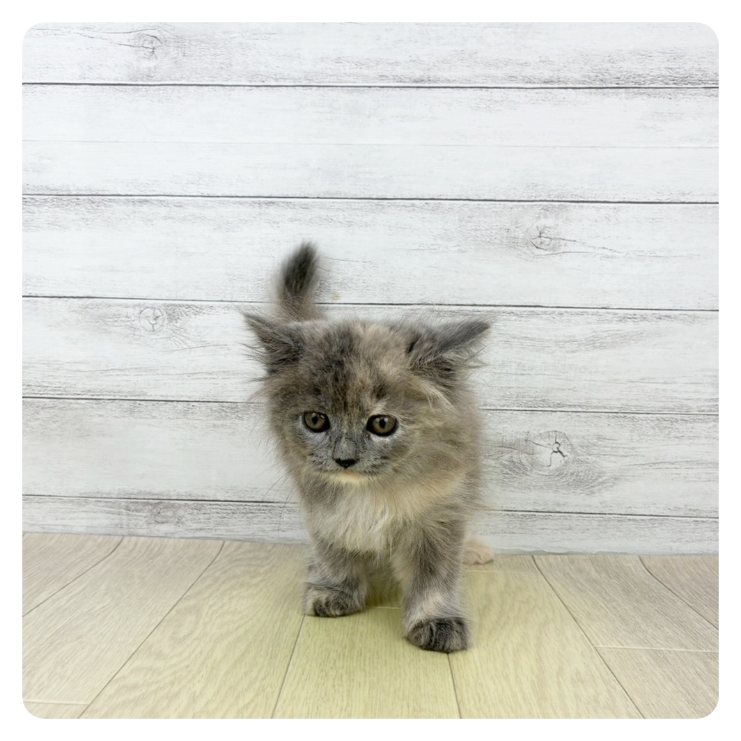 静岡県のスコティッシュストレート (犬の家＆猫の里プレ葉ウォーク浜北店/2025年8月14日生まれ/女の子/ブルークリーム)の子猫