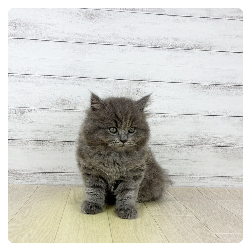 愛知県のブリティッシュロングヘアー (犬の家＆猫の里豊川インター店/2025年8月8日生まれ/男の子/ブルー)の子猫の2枚目の画像