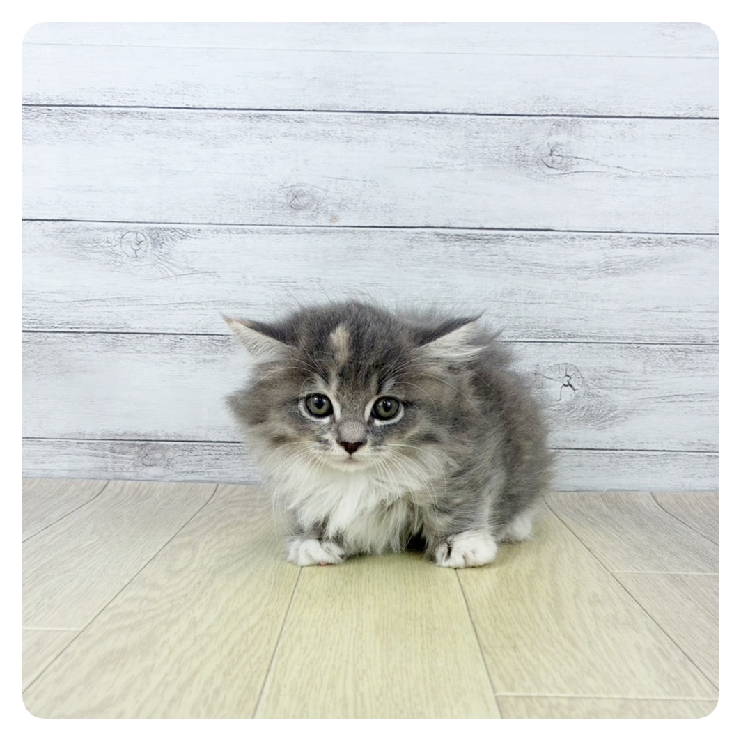兵庫県のマンチカン (犬の家＆猫の里川西店/2025年8月7日生まれ/女の子/ブルーパッチドタビーホワイト)の子猫