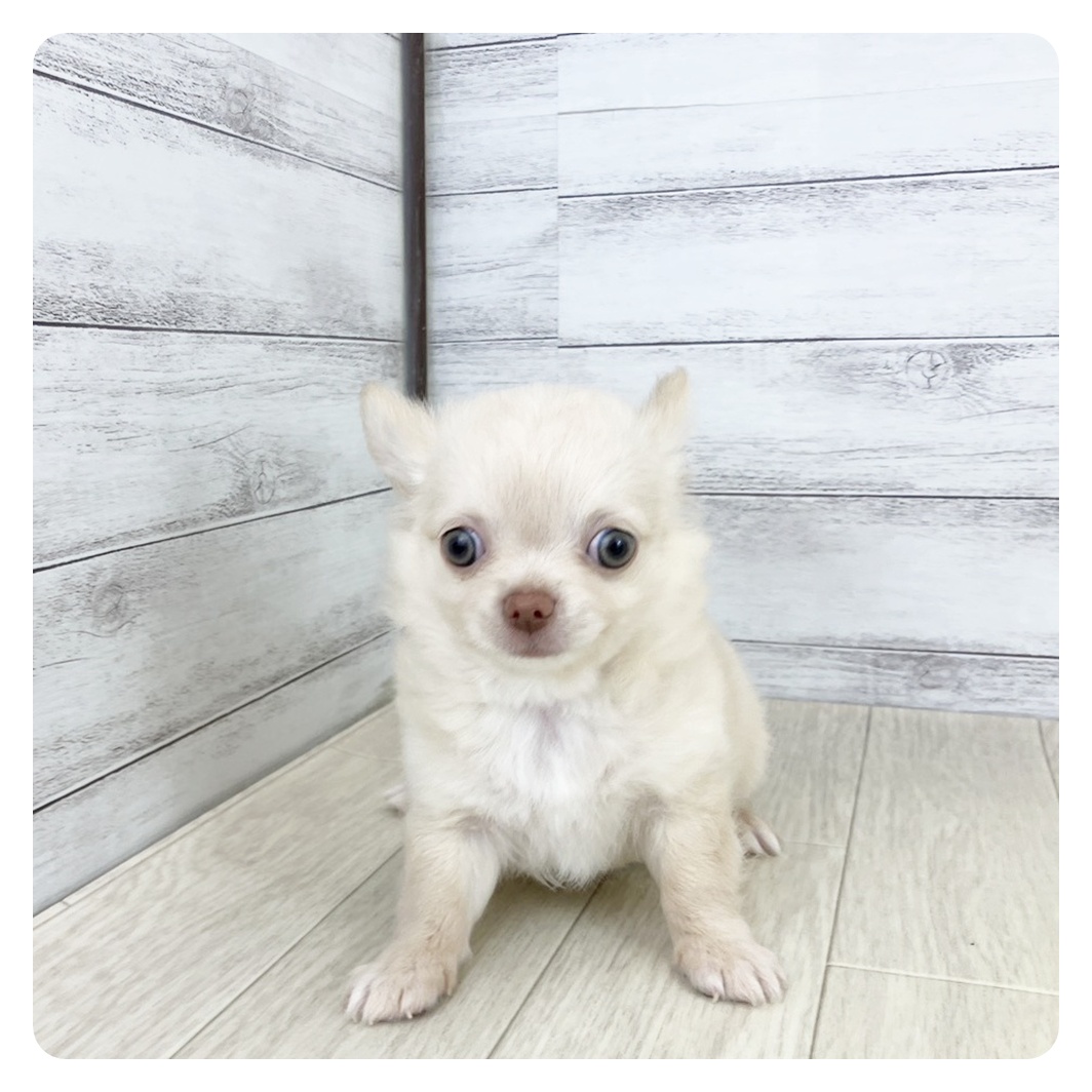 京都府のチワワ(ロング) (犬の家&猫の里京都樟葉店/2025年8月10日生まれ/男の子/クリーム)の子犬