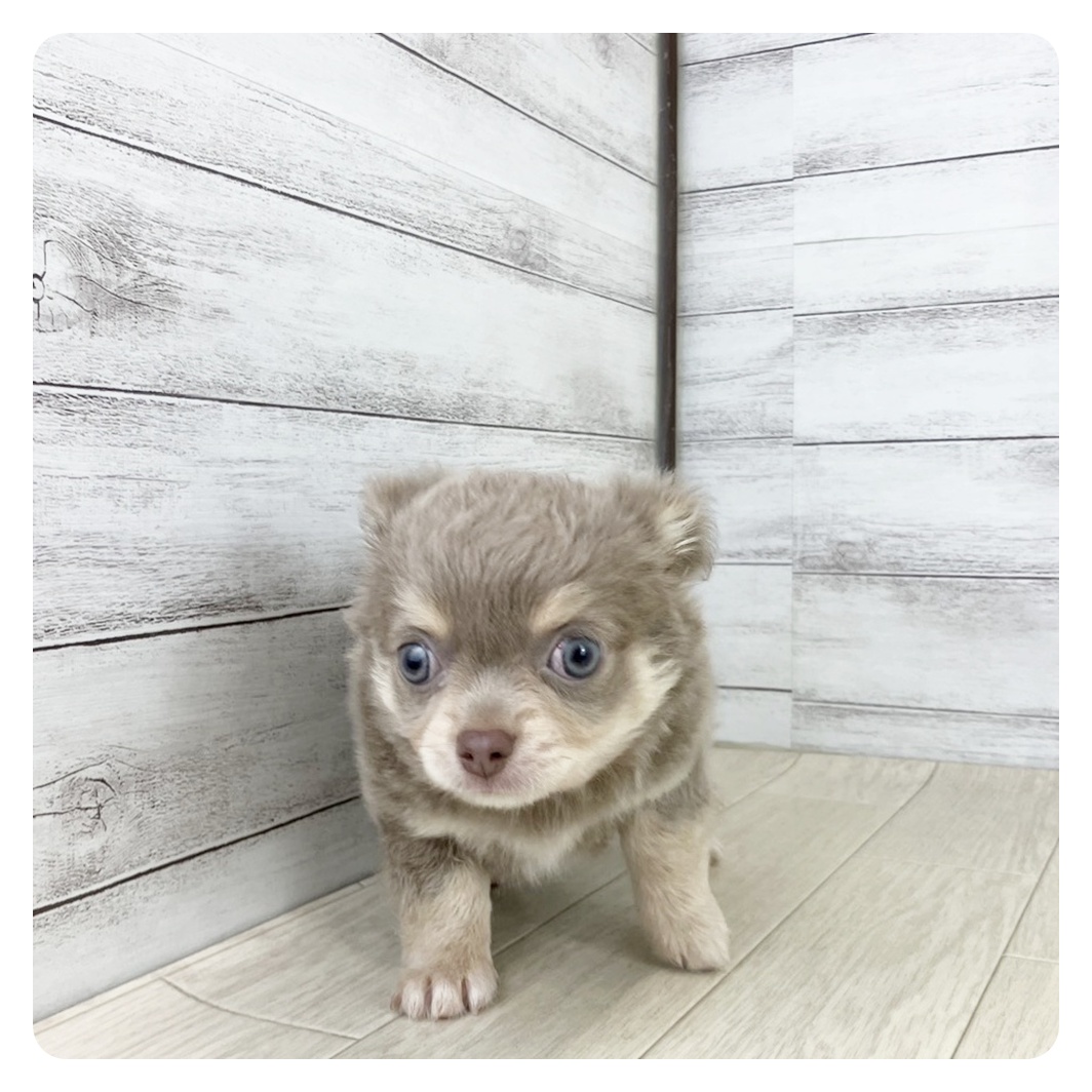 愛知県のチワワ(ロング) (犬の家＆猫の里春日井本店/2025年8月10日生まれ/男の子/イザベラクリーム)の子犬の2枚目の画像