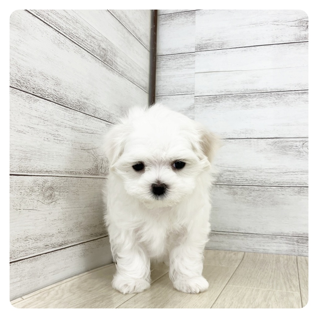 兵庫県のマルチーズ (犬の家&猫の里神戸店/2025年8月16日生まれ/男の子/ホワイト)の子犬