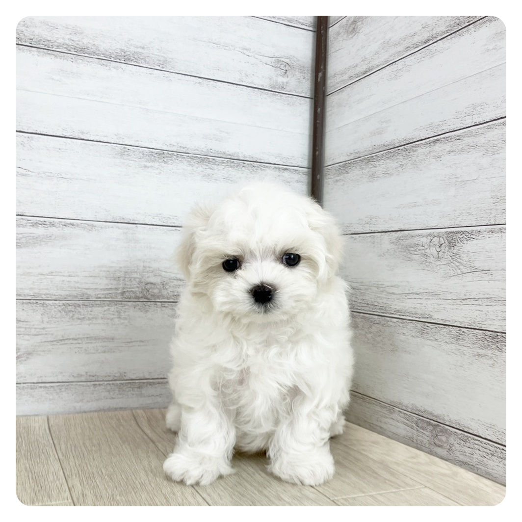 岐阜県のマルチーズ (犬の家＆猫の里岐南店/2025年8月16日生まれ/男の子/ホワイト)の子犬の2枚目の画像