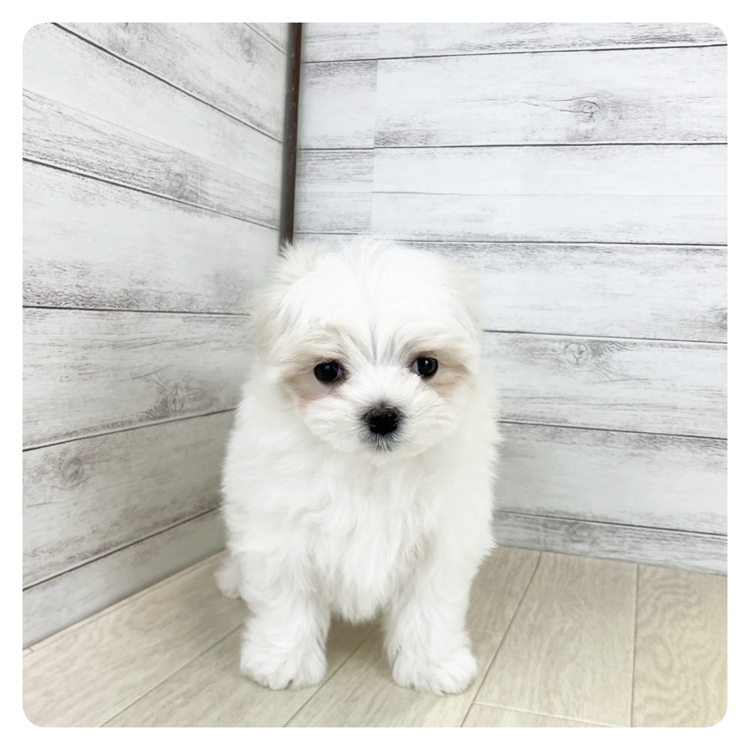 岐阜県のマルチーズ (犬の家＆猫の里中津川店/2025年8月16日生まれ/女の子/ホワイト)の子犬の2枚目の画像