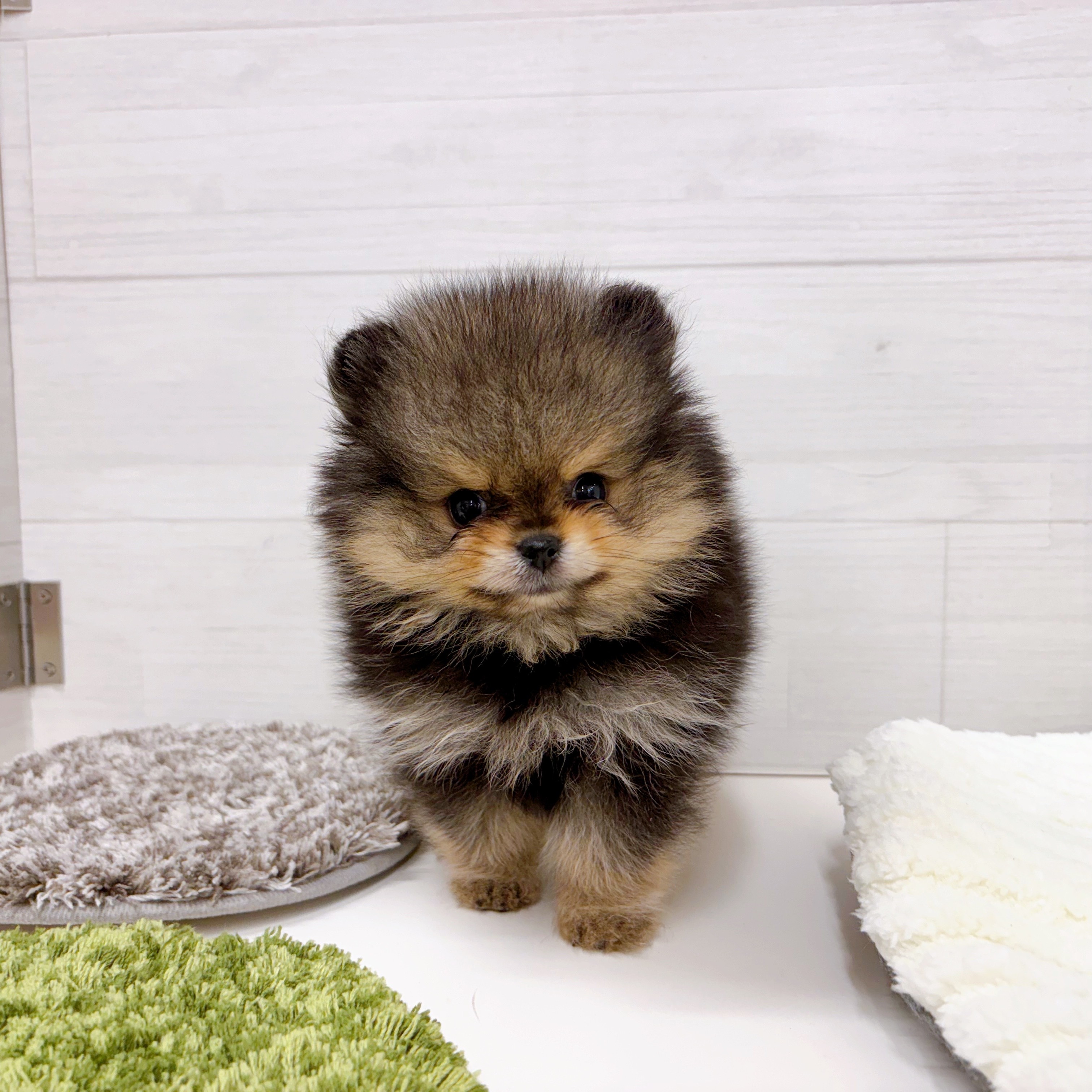 石川県のポメラニアン (犬の家＆猫の里アミーゴ金沢おこばた店/2025年8月12日生まれ/女の子/ウルフセーブル)の子犬の1枚目の画像