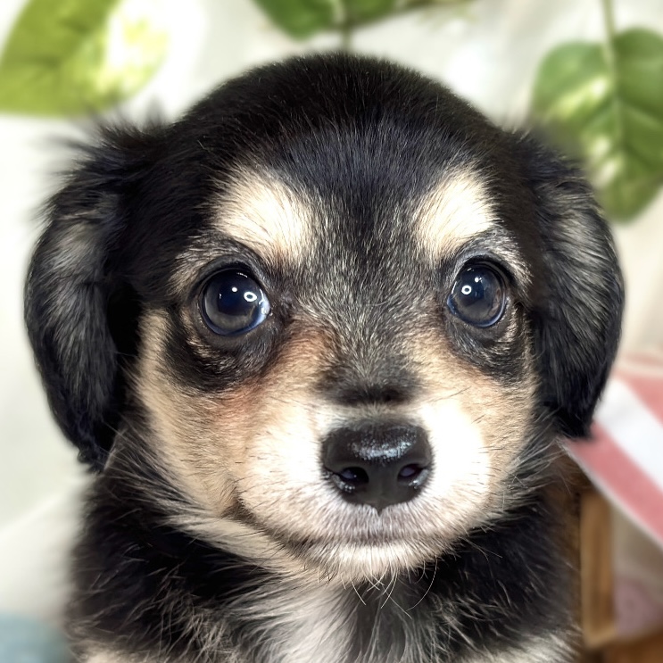 岐阜県のチワックス(チワワ×ダックス) (犬の家＆猫の里中津川店/2025年8月13日生まれ/女の子/ブラッククリーム)の子犬の1枚目の画像