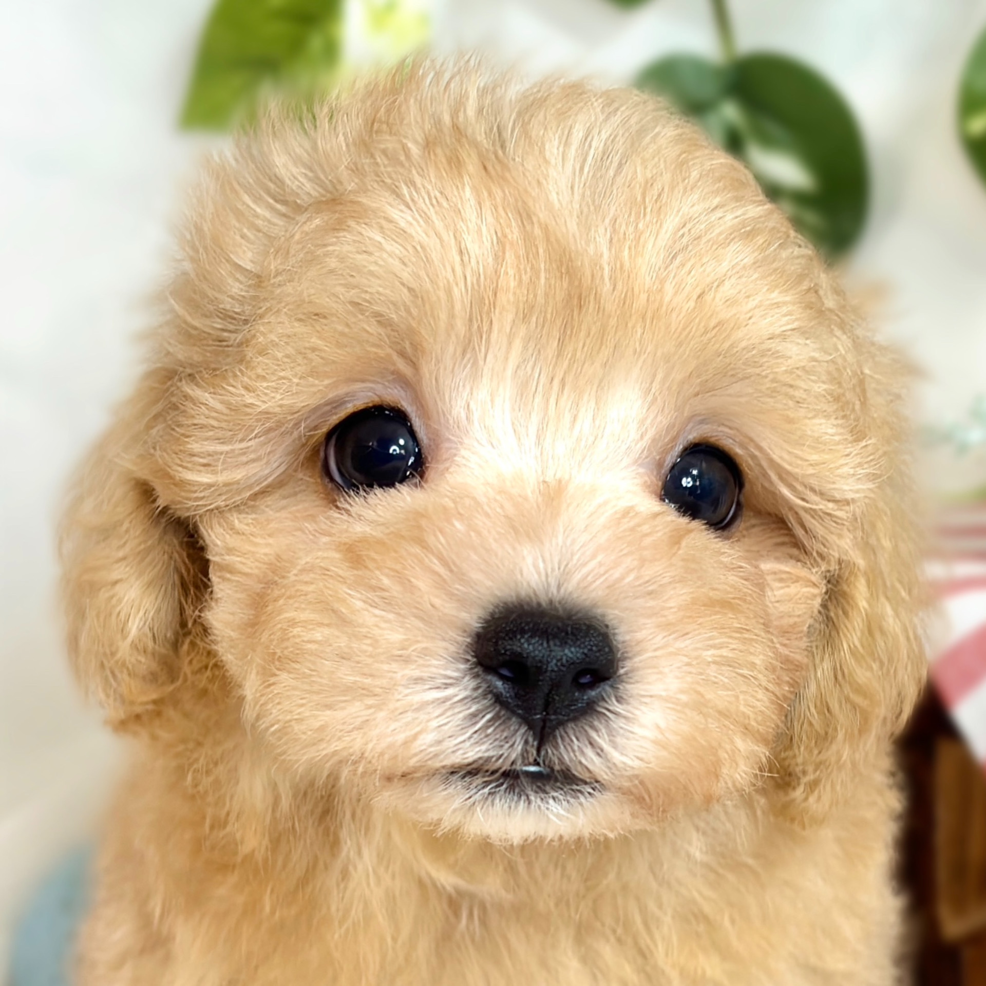 静岡県のマルプー(マルチーズ×プードル) (犬の家＆猫の里プレ葉ウォーク浜北店/2025年8月15日生まれ/男の子/アプリコット)の子犬