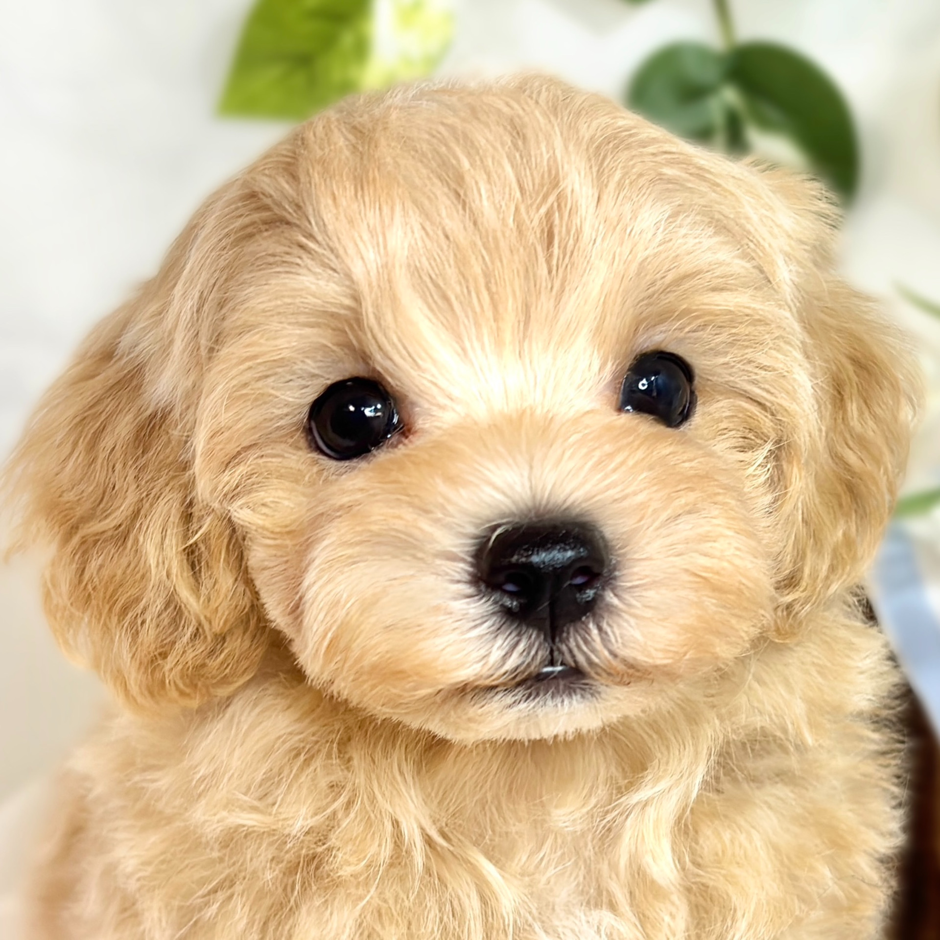 長野県のマルプー(マルチーズ×プードル) (犬の家＆猫の里カインズ梓川店/2025年8月15日生まれ/男の子/アプリコットホワイト)の子犬の1枚目の画像