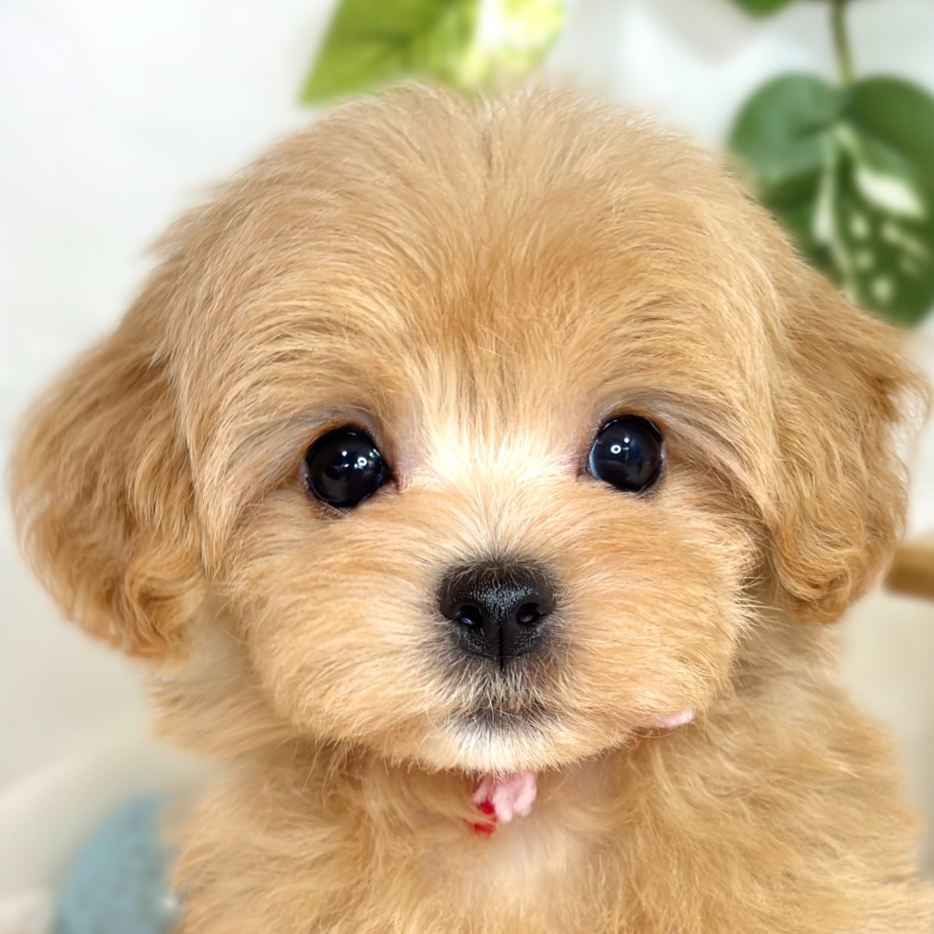 福井県のマルプー(マルチーズ×プードル) (犬の家＆猫の里福井店/2025年8月15日生まれ/男の子/アプリコットホワイト)の子犬の1枚目の画像