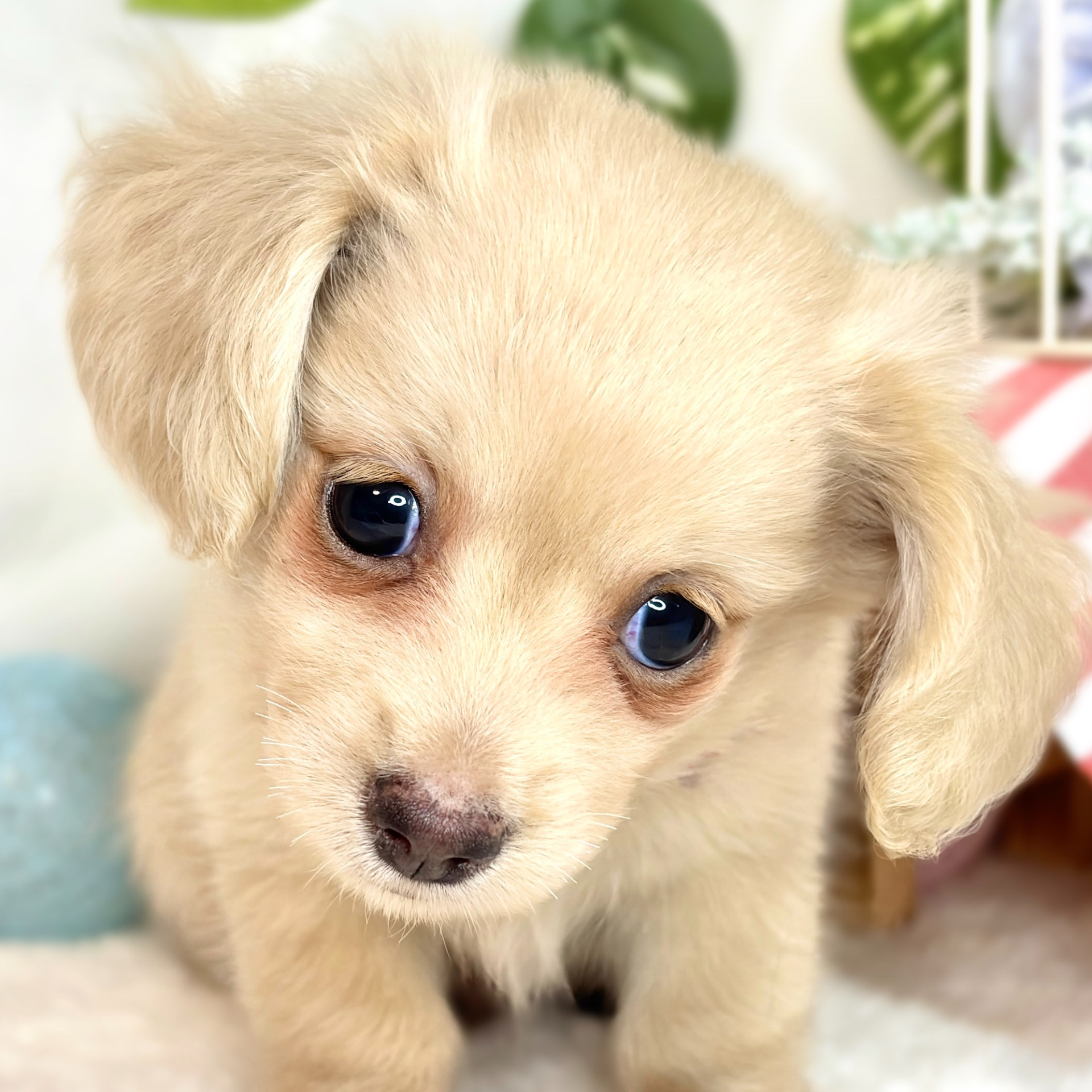 愛知県のチワックス(チワワ×ダックス) (犬の家＆猫の里春日井本店/2025年8月16日生まれ/男の子/クリーム)の子犬