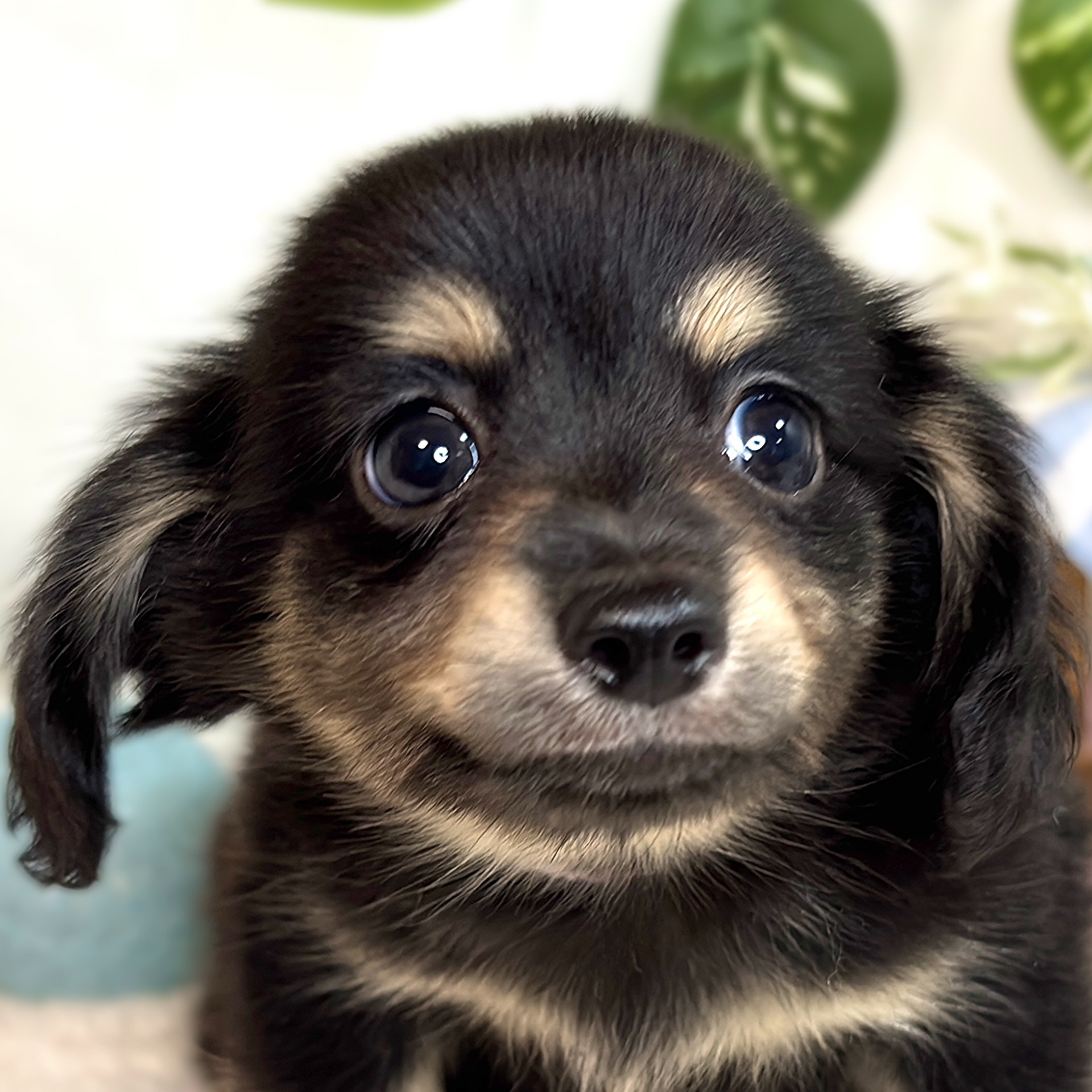 愛知県のチワックス(チワワ×ダックス) (犬の家＆猫の里春日井本店/2025年8月16日生まれ/男の子/ブラックタン)の子犬
