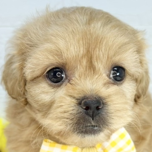 福井県のペキプー(ペキニーズ×プードル) (犬の家＆猫の里福井店/2025年8月17日生まれ/女の子/アプリコット)の子犬の1枚目の画像