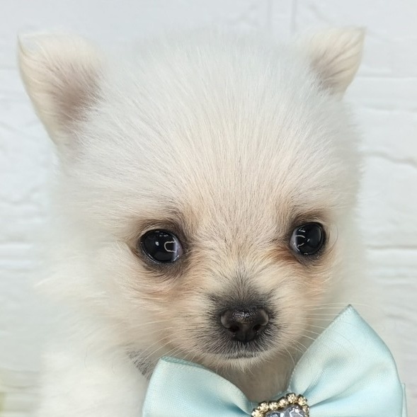 愛知県のポメチワ/チワポメ/ポメチー(ポメラニアン×チワワ) (犬の家＆猫の里碧南店/2025年8月1日生まれ/女の子/クリーム)の子犬の1枚目の画像