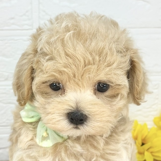 長野県のマルプー(マルチーズ×プードル) (犬の家＆猫の里塩尻店/2025年8月4日生まれ/女の子/アプリコット)の子犬の1枚目の画像