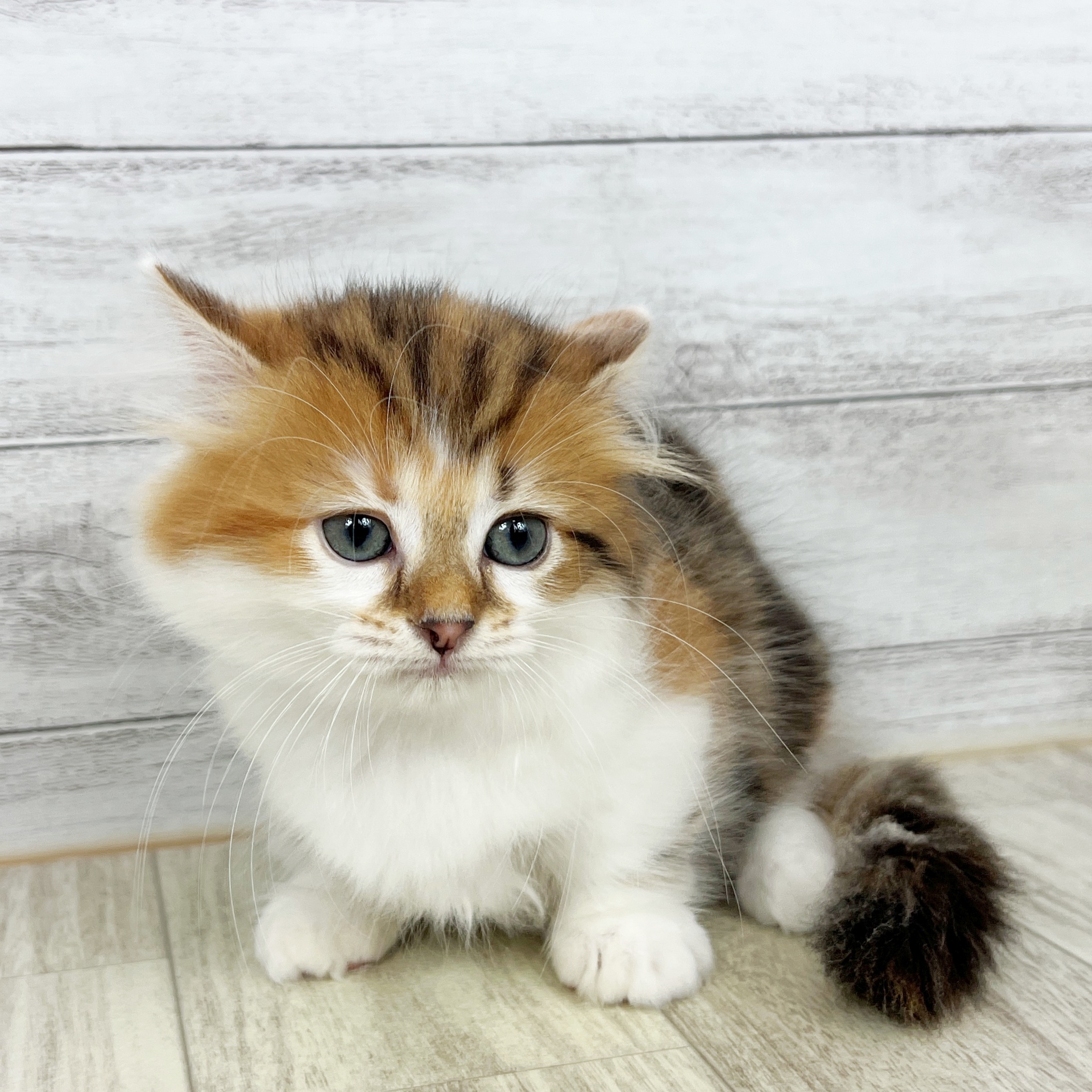 石川県のミヌエット (犬の家＆猫の里金沢店/2025年8月16日生まれ/女の子/ブラウンパッチドタビーホワイト)の子猫の2枚目の画像