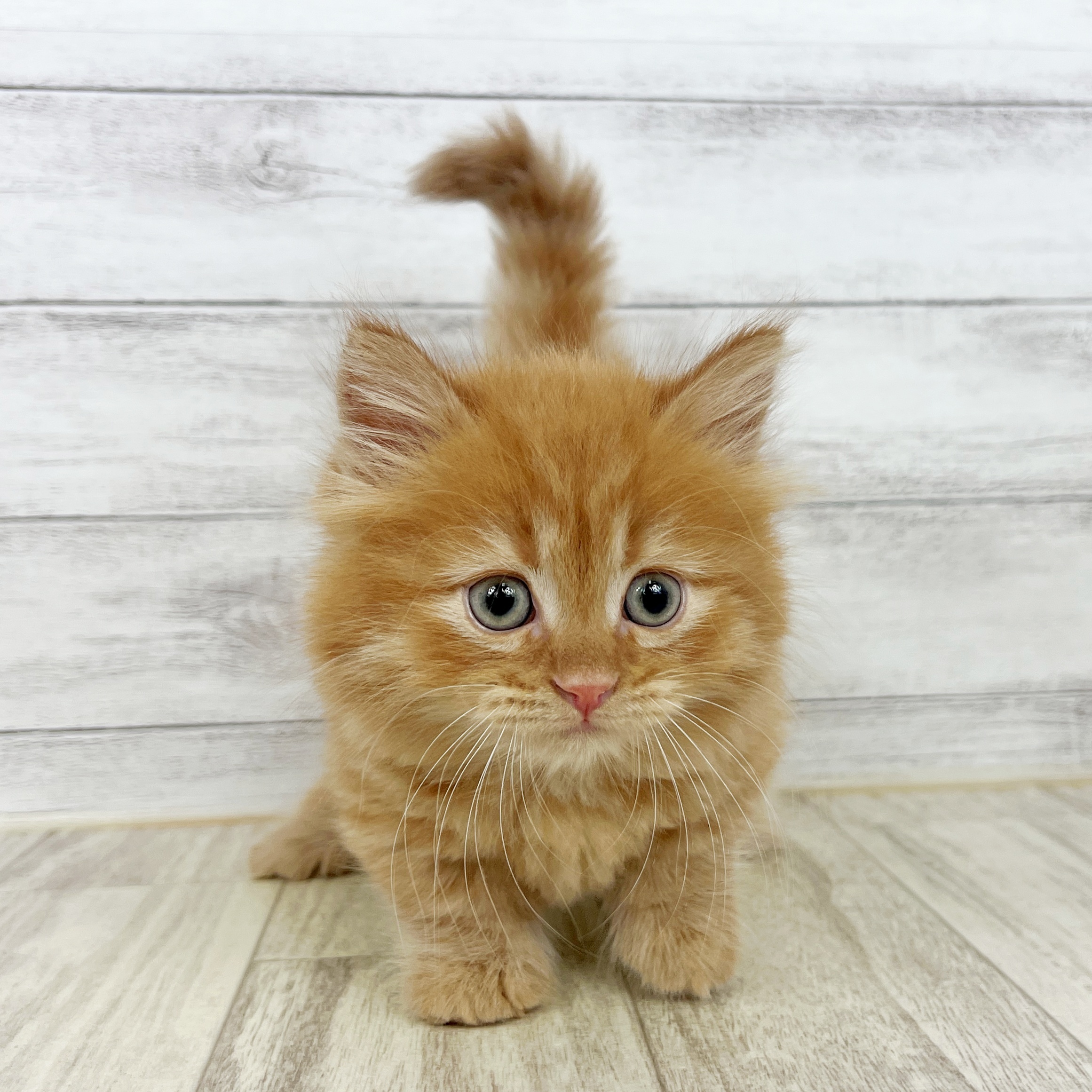 兵庫県のマンチカン (犬の家＆猫の里川西店/2025年8月16日生まれ/男の子/レッドタビー)の子猫