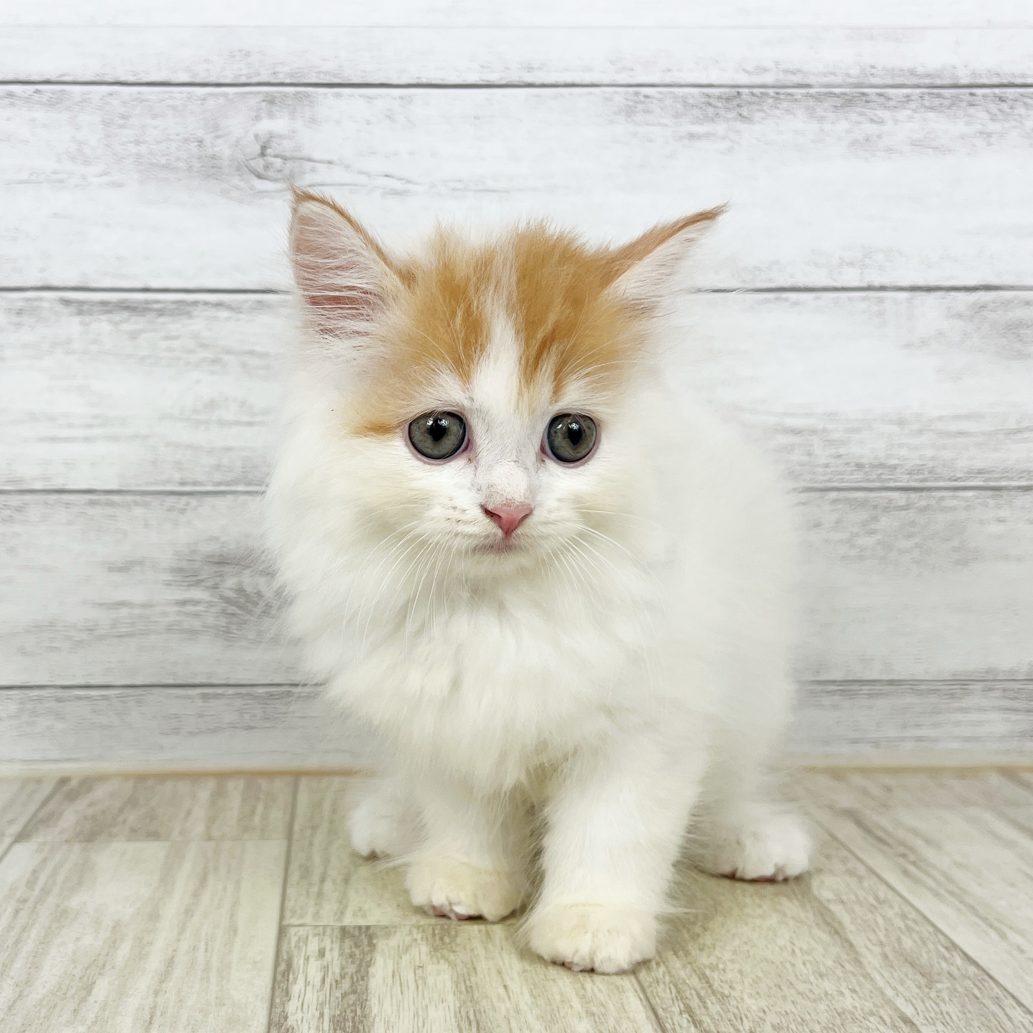 兵庫県のスコティッシュストレート (犬の家＆猫の里尼崎店/2025年8月10日生まれ/女の子/レッドタビーホワイト)の子猫