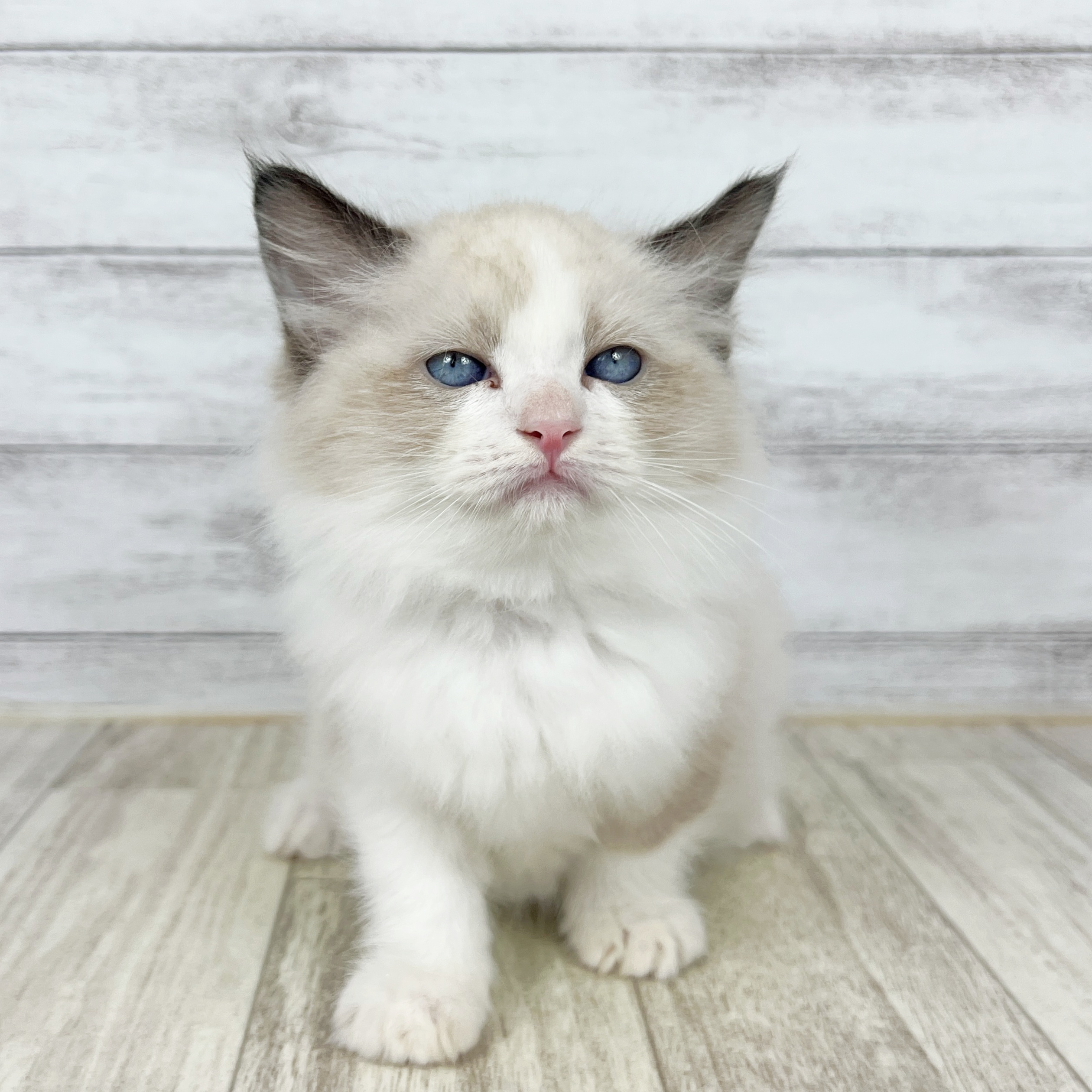 兵庫県のラグドール (犬の家＆猫の里川西店/2025年8月14日生まれ/女の子/シールポイントバイカラー)の子猫