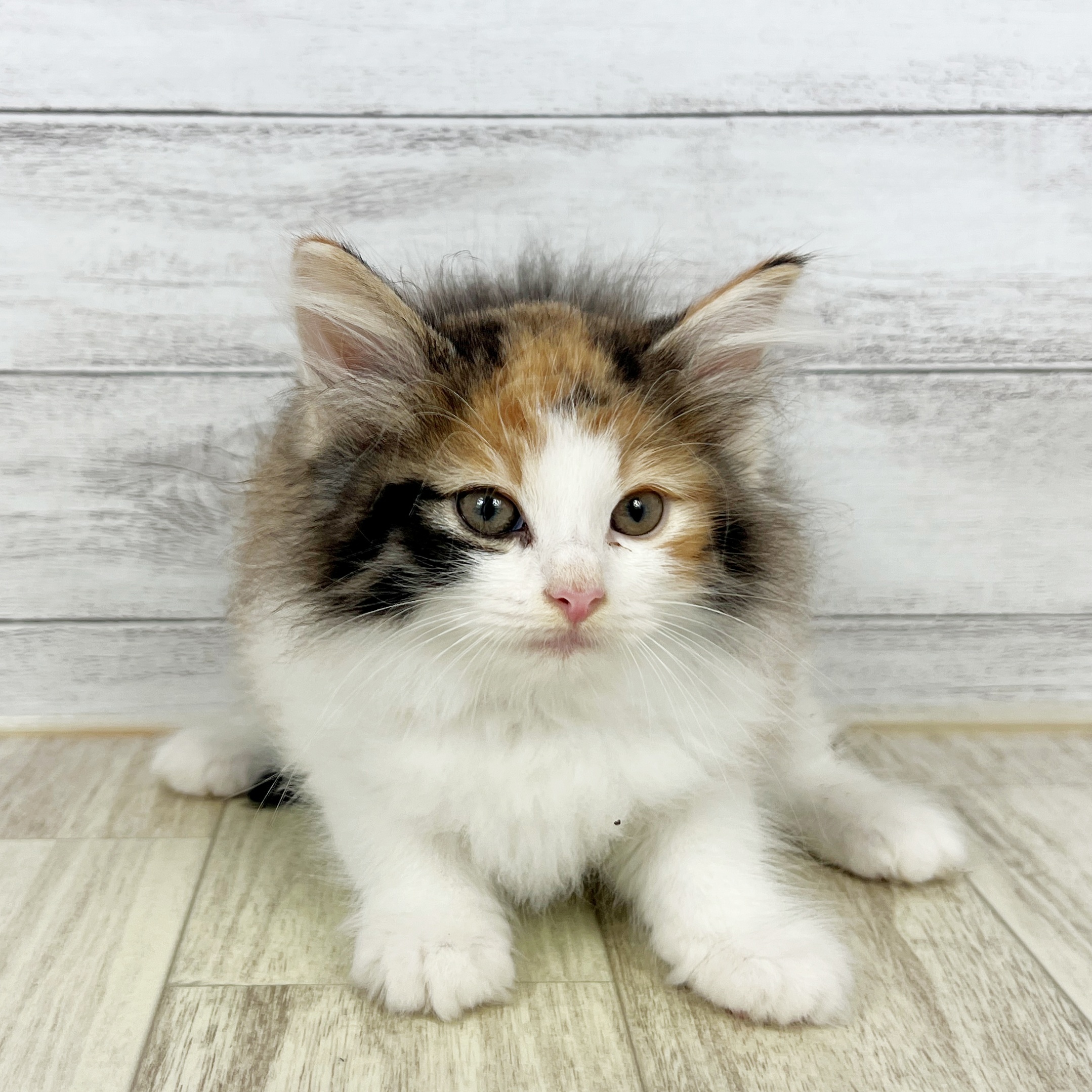 京都府のノルウェージャンフォレストキャット (犬の家＆猫の里京都精華店/2025年8月15日生まれ/女の子/キャリコ)の子猫
