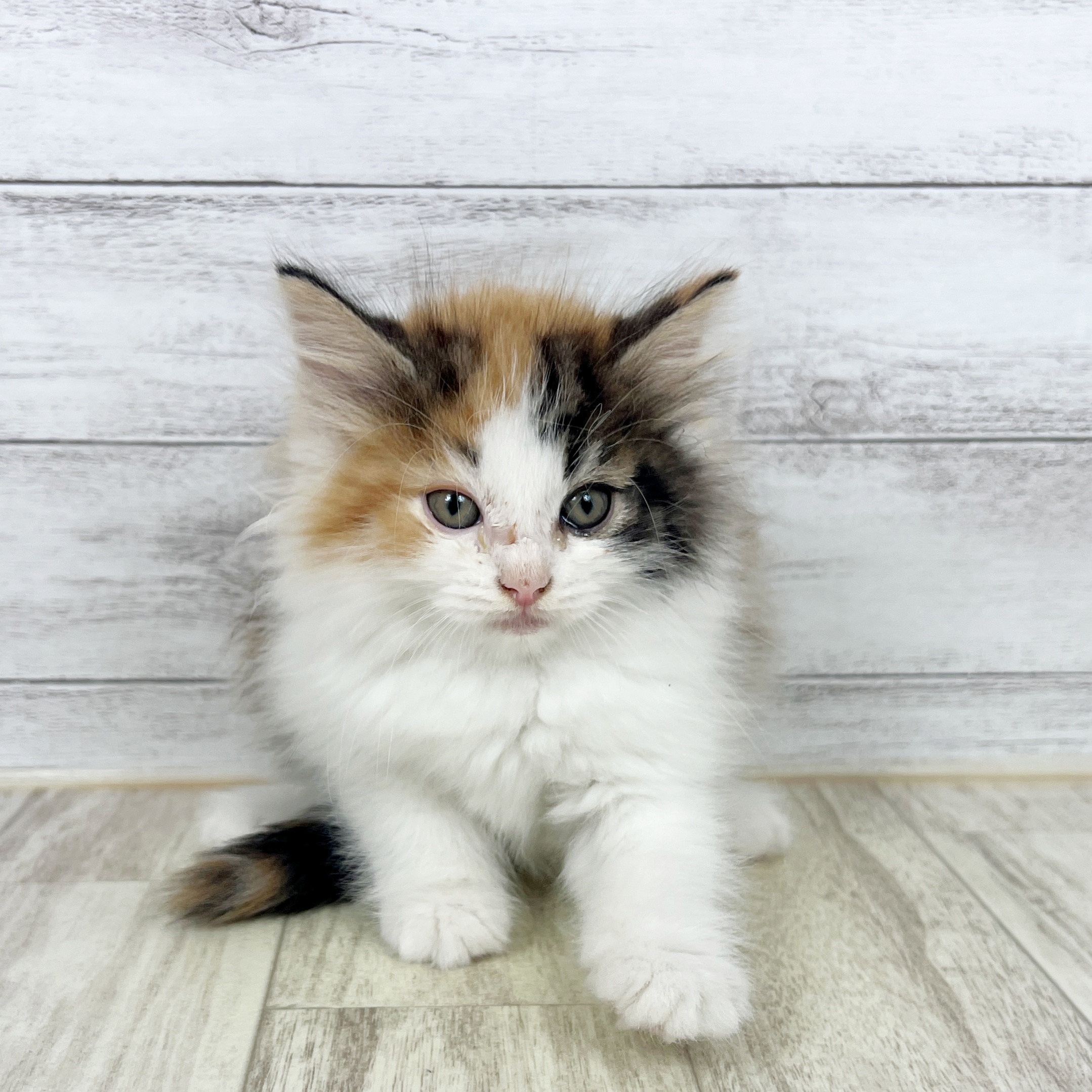 兵庫県のノルウェージャンフォレストキャット (犬の家＆猫の里カナート西神戸店/2025年8月15日生まれ/女の子/キャリコ)の子猫