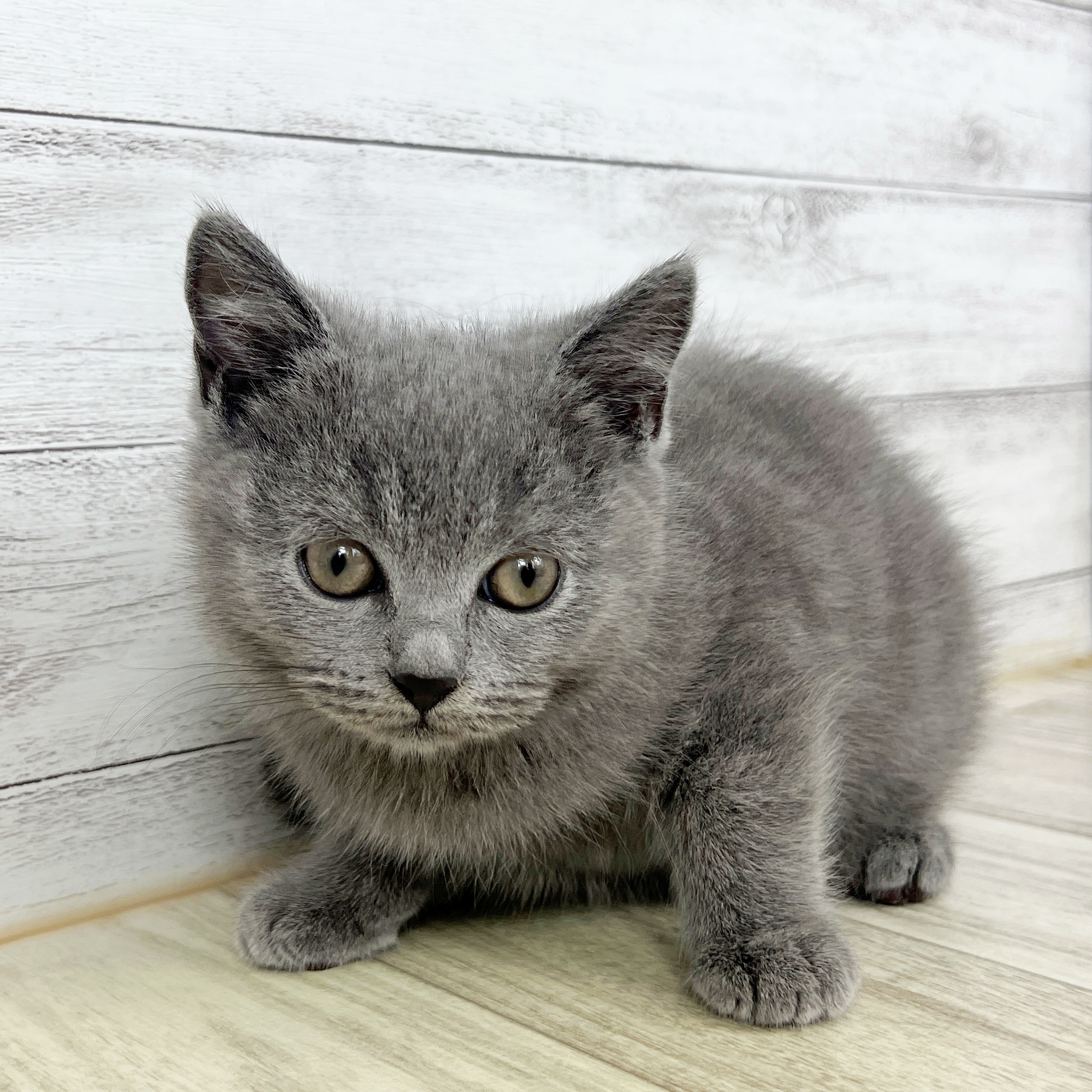 兵庫県のブリティッシュショートヘアー (犬の家＆猫の里川西店/2025年7月28日生まれ/男の子/ブルー)の子猫の3枚目の画像