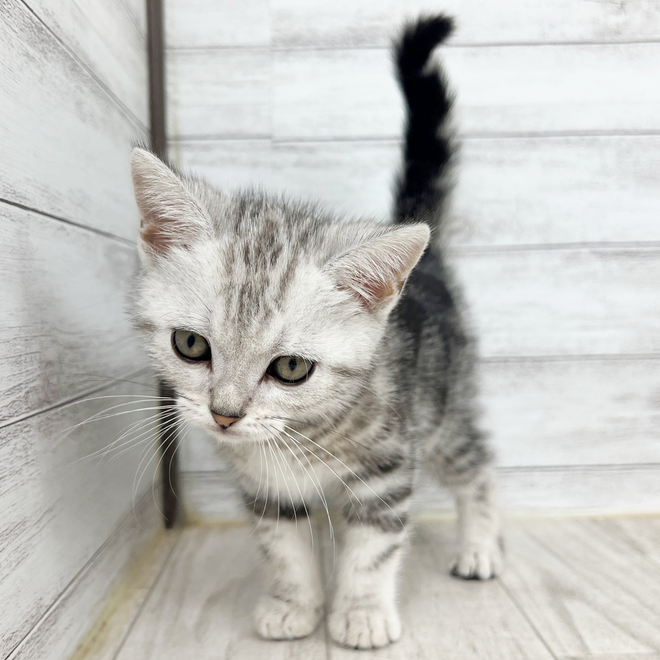 兵庫県のアメリカンショートヘアー (犬の家＆猫の里川西店/2025年8月10日生まれ/男の子/シルバータビー)の子猫の3枚目の画像