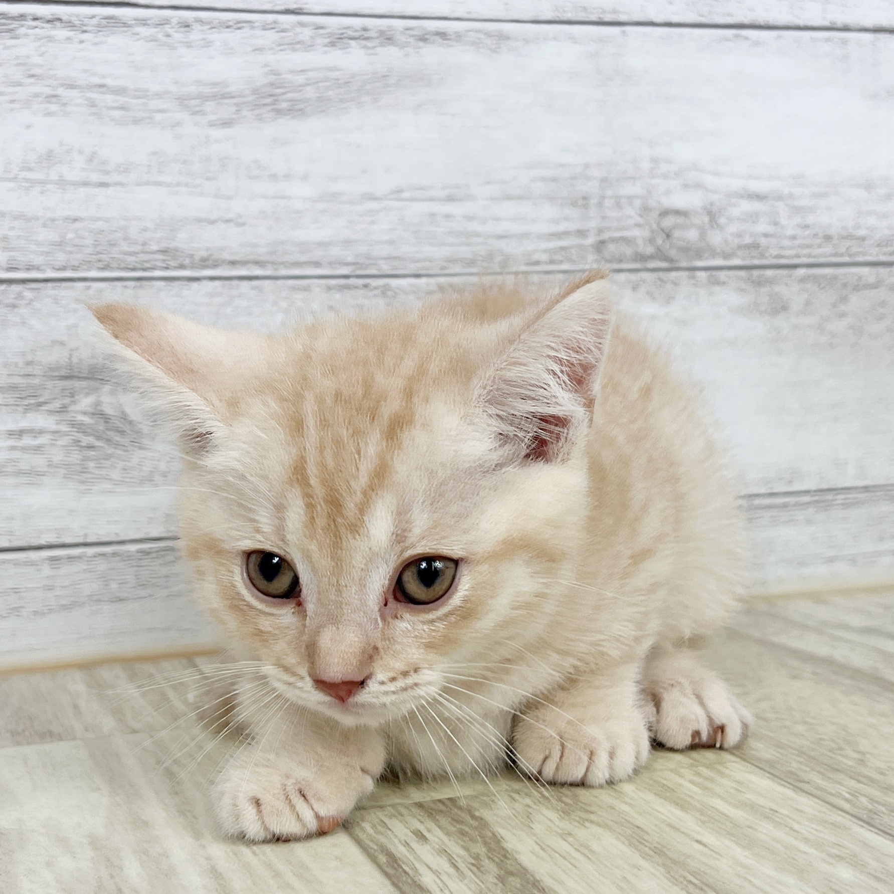 兵庫県のマンチカン (犬の家＆猫の里川西店/2025年8月16日生まれ/男の子/クリームマッカレルタビー)の子猫