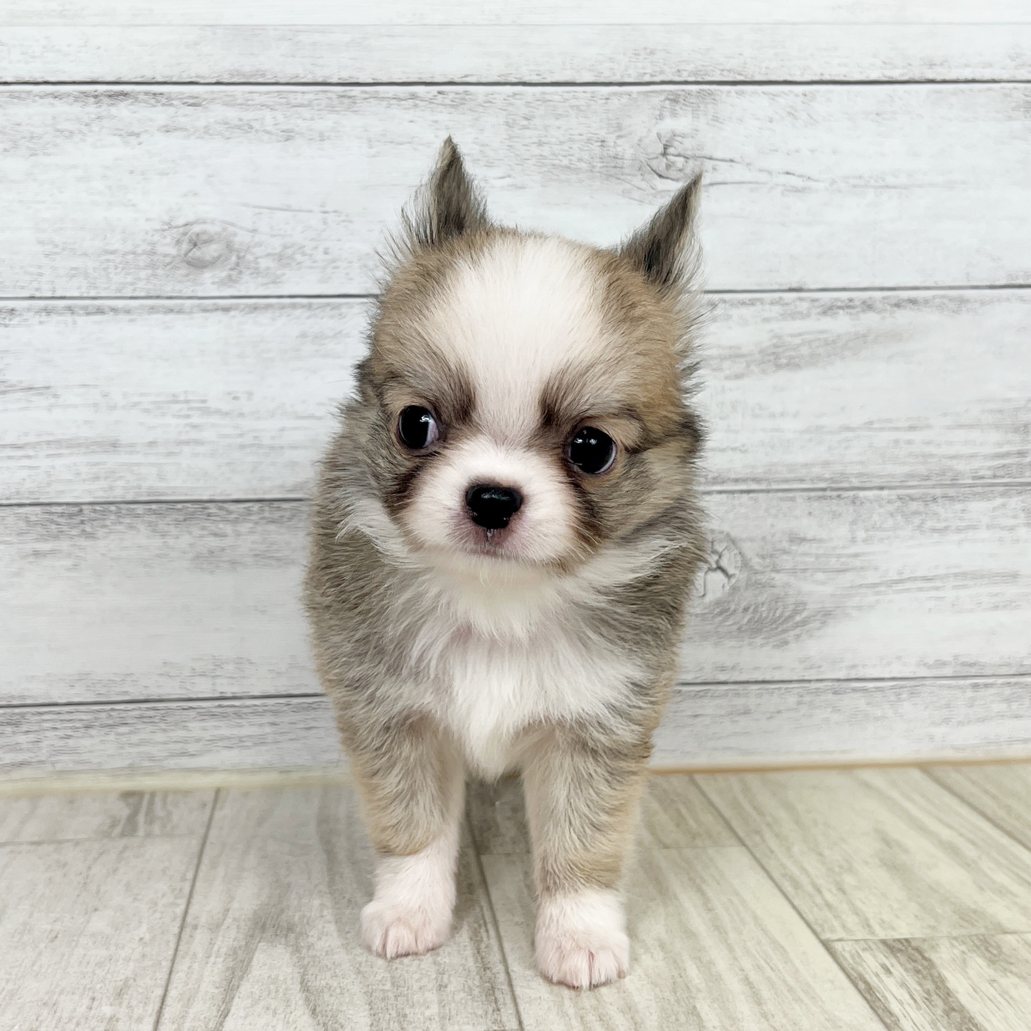 岡山県のチワワ(ロング) (犬の家＆猫の里倉敷店/2025年8月16日生まれ/男の子/レッドホワイト)の子犬の2枚目の画像