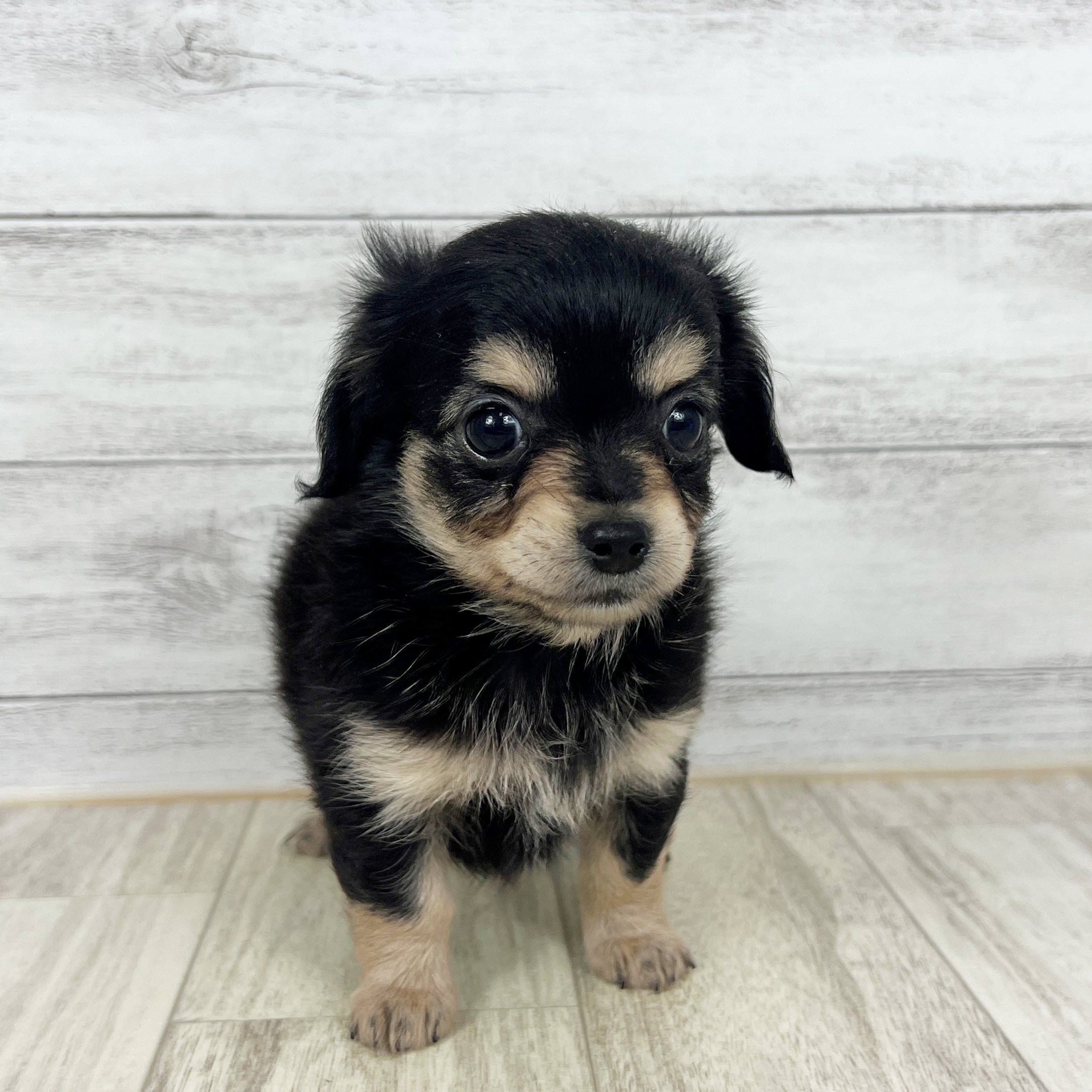 兵庫県のチワックス(チワワ×ダックス) (犬の家＆猫の里川西店/2025年8月17日生まれ/女の子/ブラックタン)の子犬