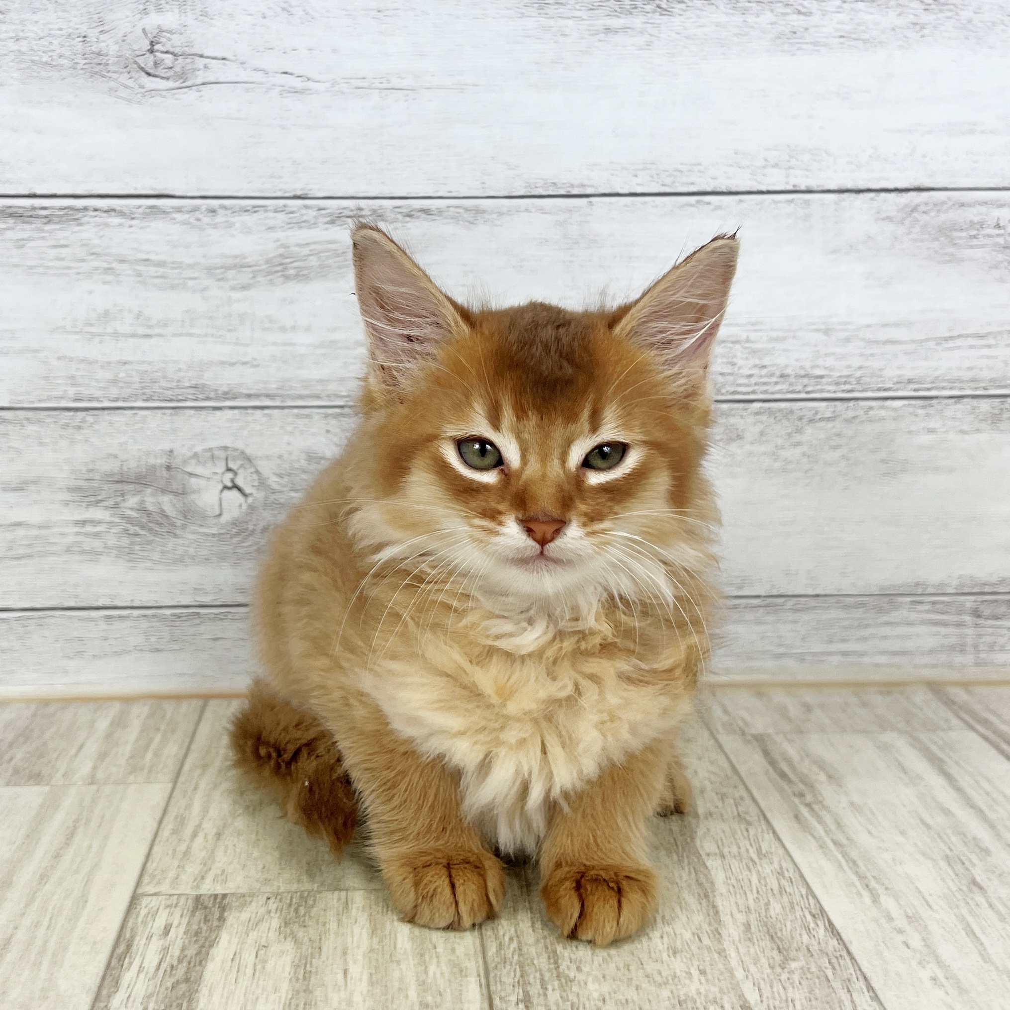 兵庫県のソマリ (犬の家＆猫の里ゆめタウン姫路店/2025年8月13日生まれ/男の子/レッド)の子猫
