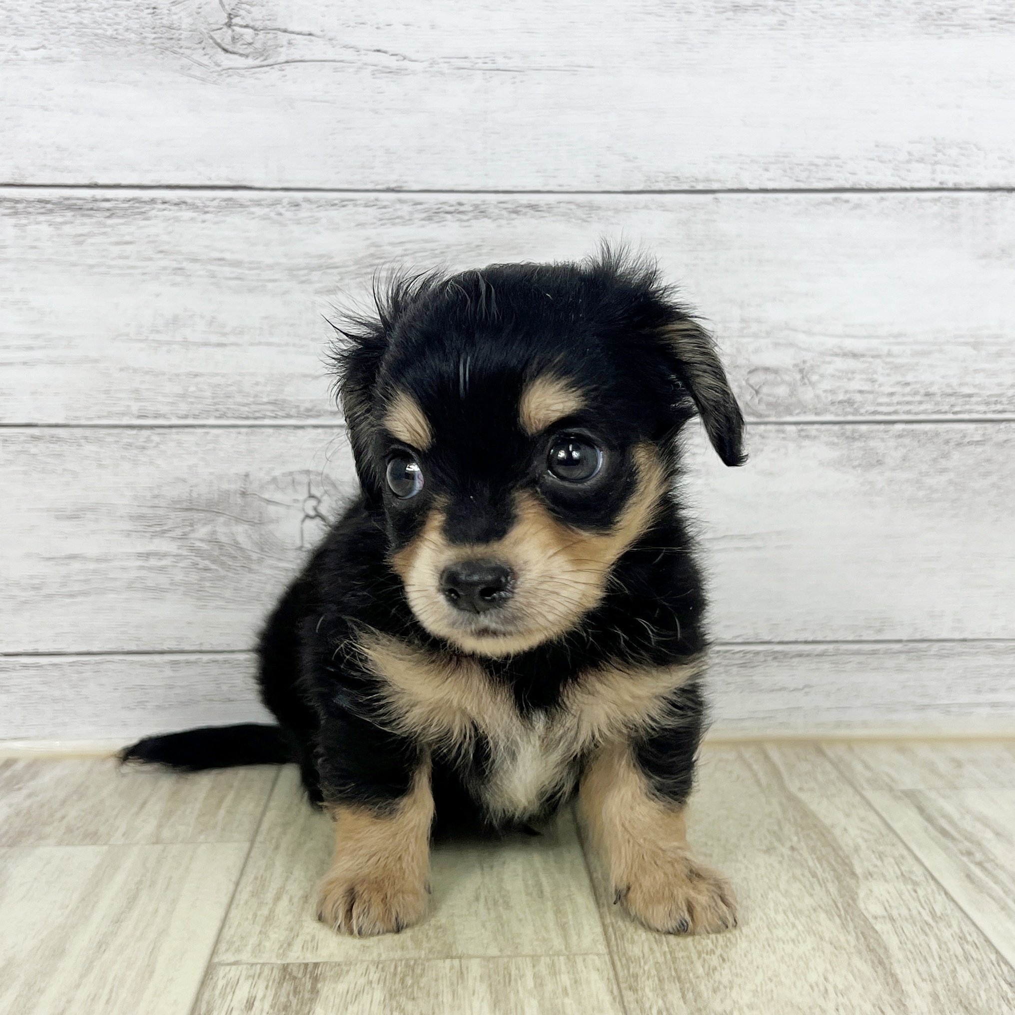 兵庫県のチワックス(チワワ×ダックス) (犬の家＆猫の里川西店/2025年8月16日生まれ/男の子/ブラッククリーム)の子犬