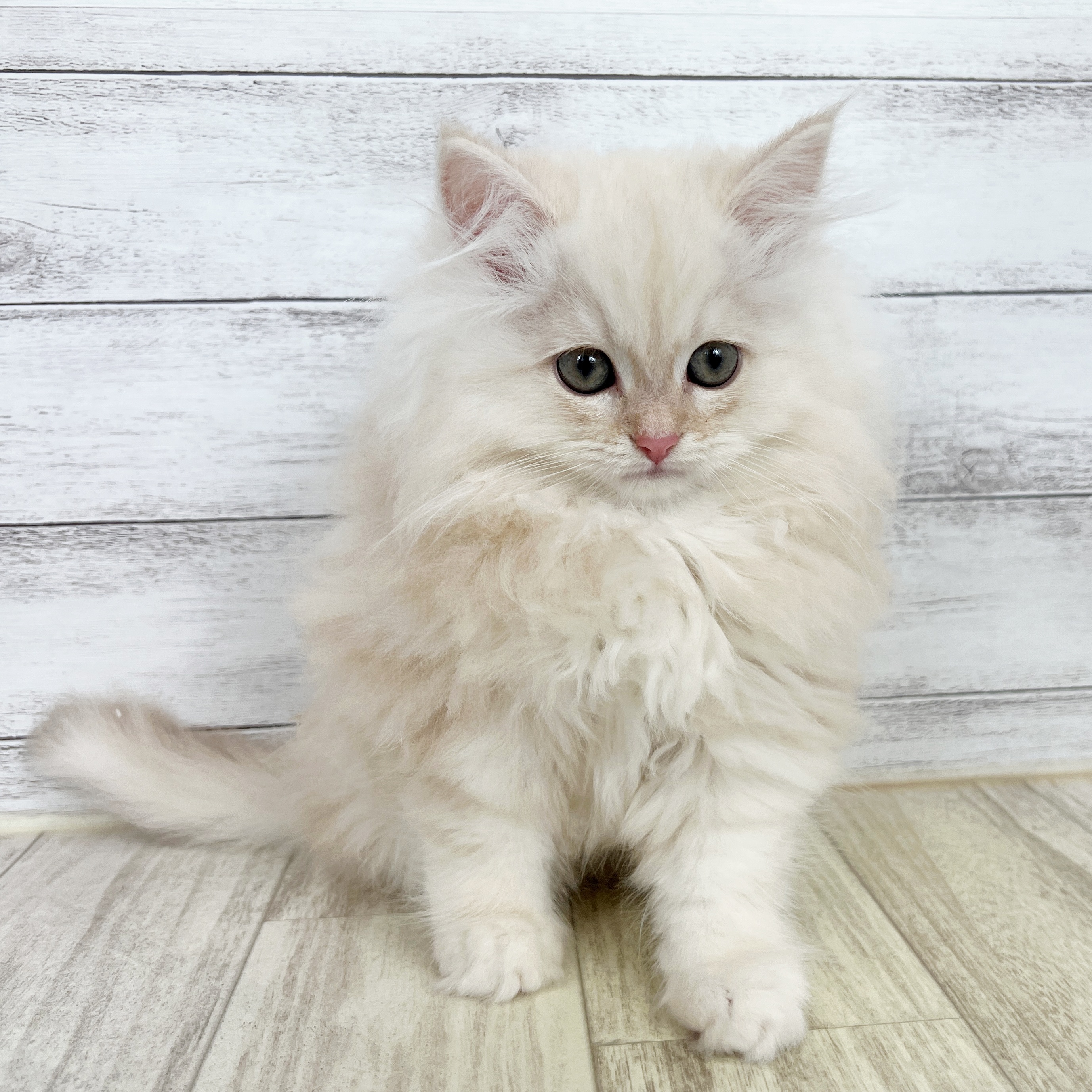 兵庫県のサイベリアン (犬の家＆猫の里川西店/2025年8月1日生まれ/男の子/クリームタビー)の子猫
