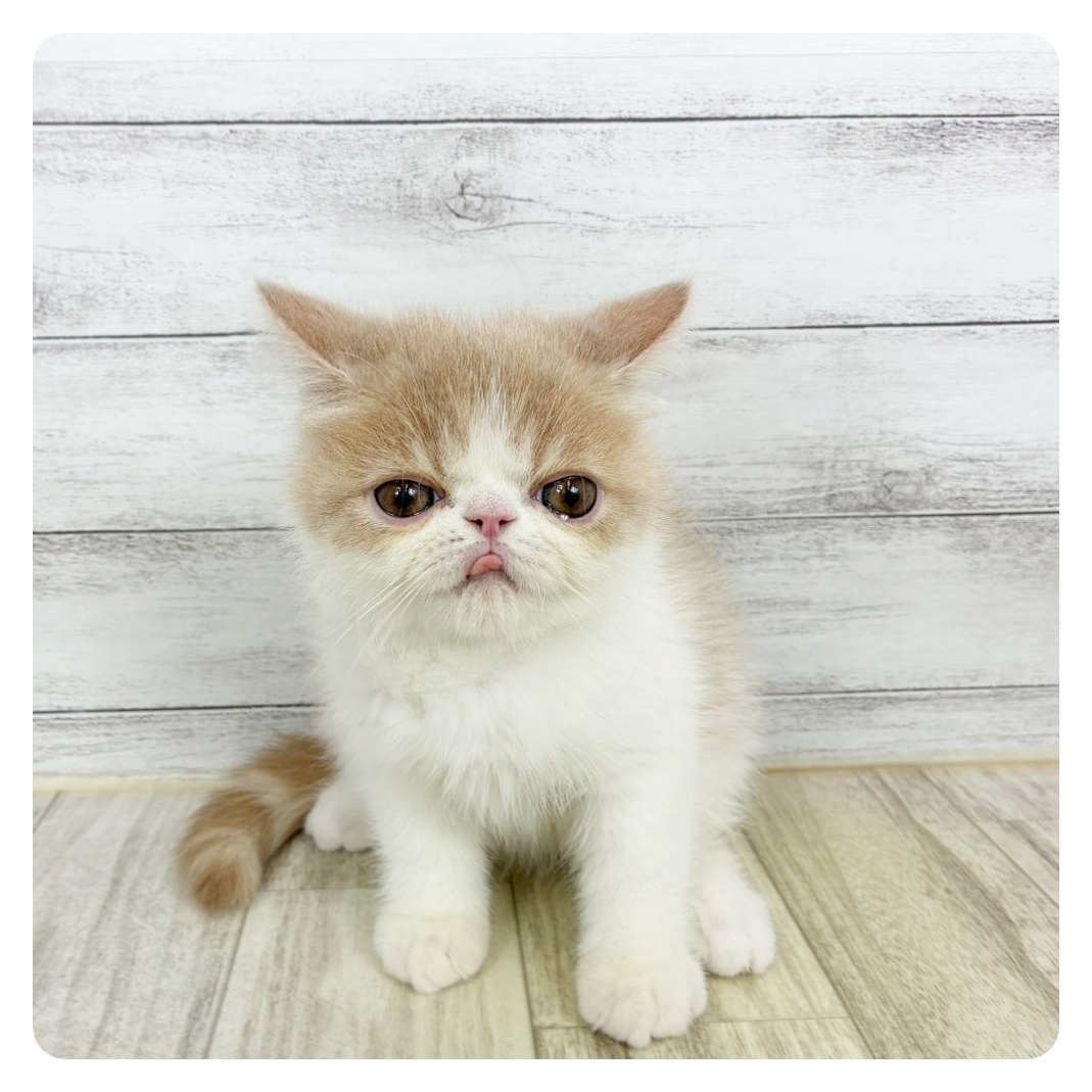 兵庫県のエキゾチック (犬の家&猫の里川西店/2025年8月3日生まれ/男の子/クリームタビーホワイト)の子猫